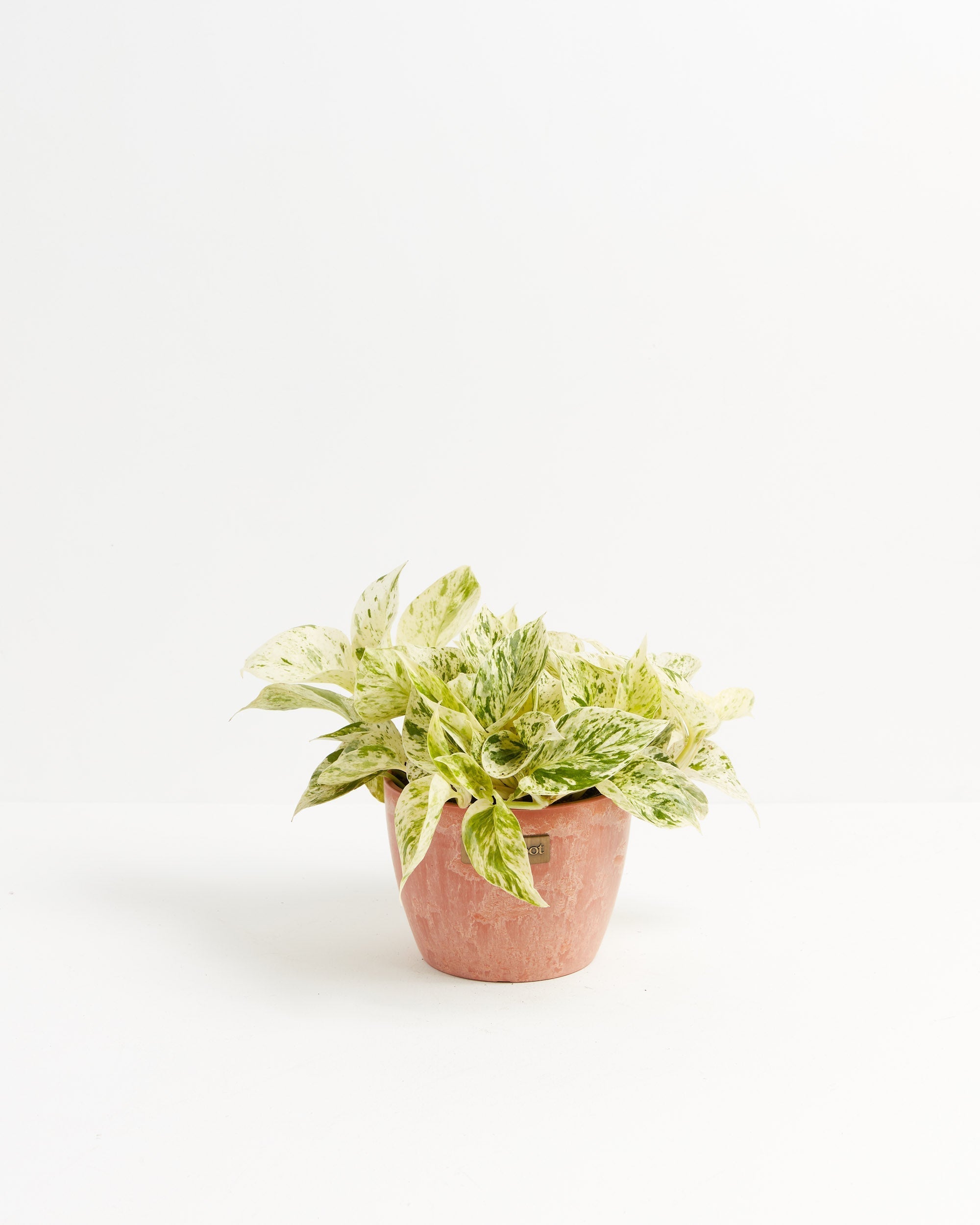 Marble Queen Pothos