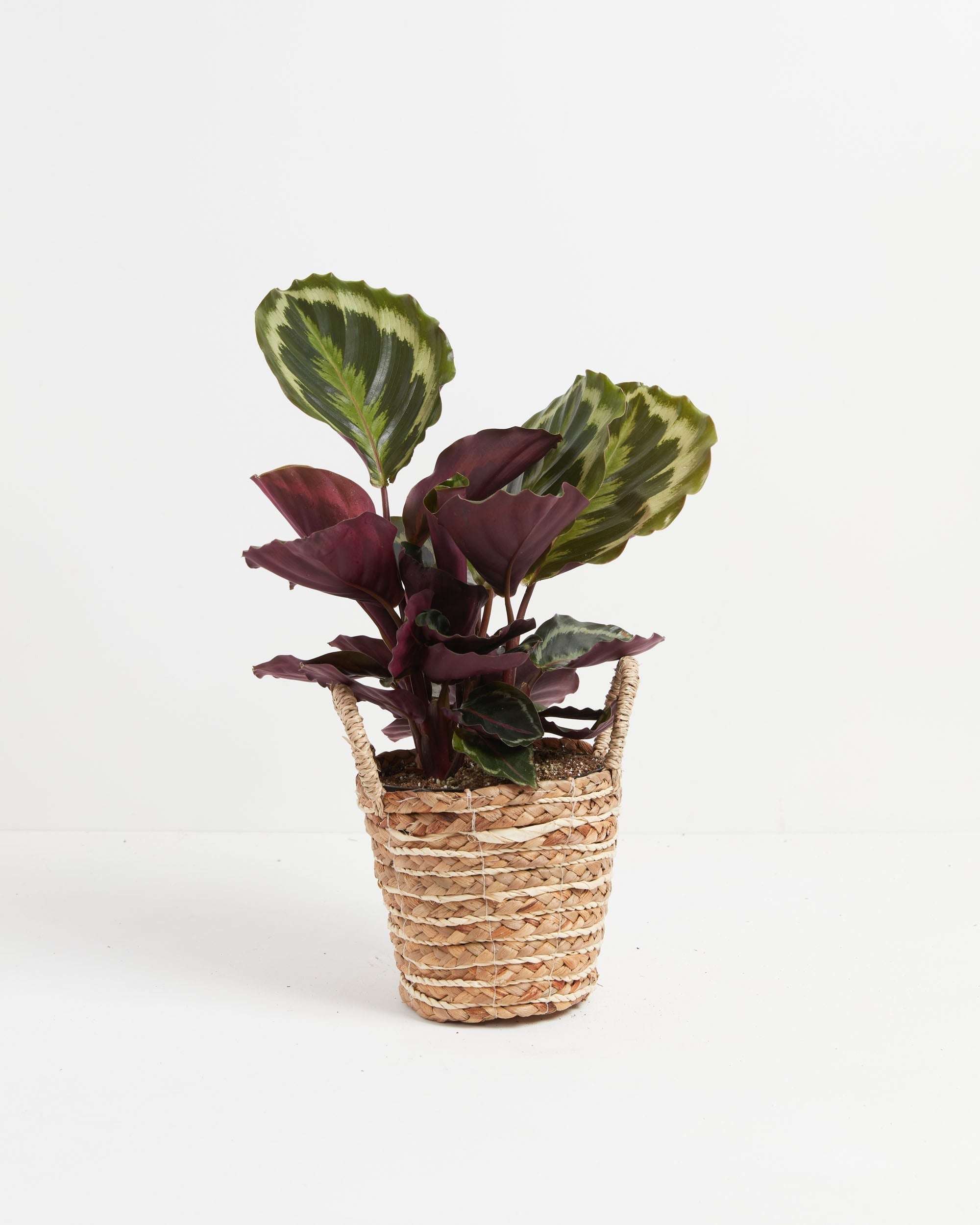 Calathea Medallion