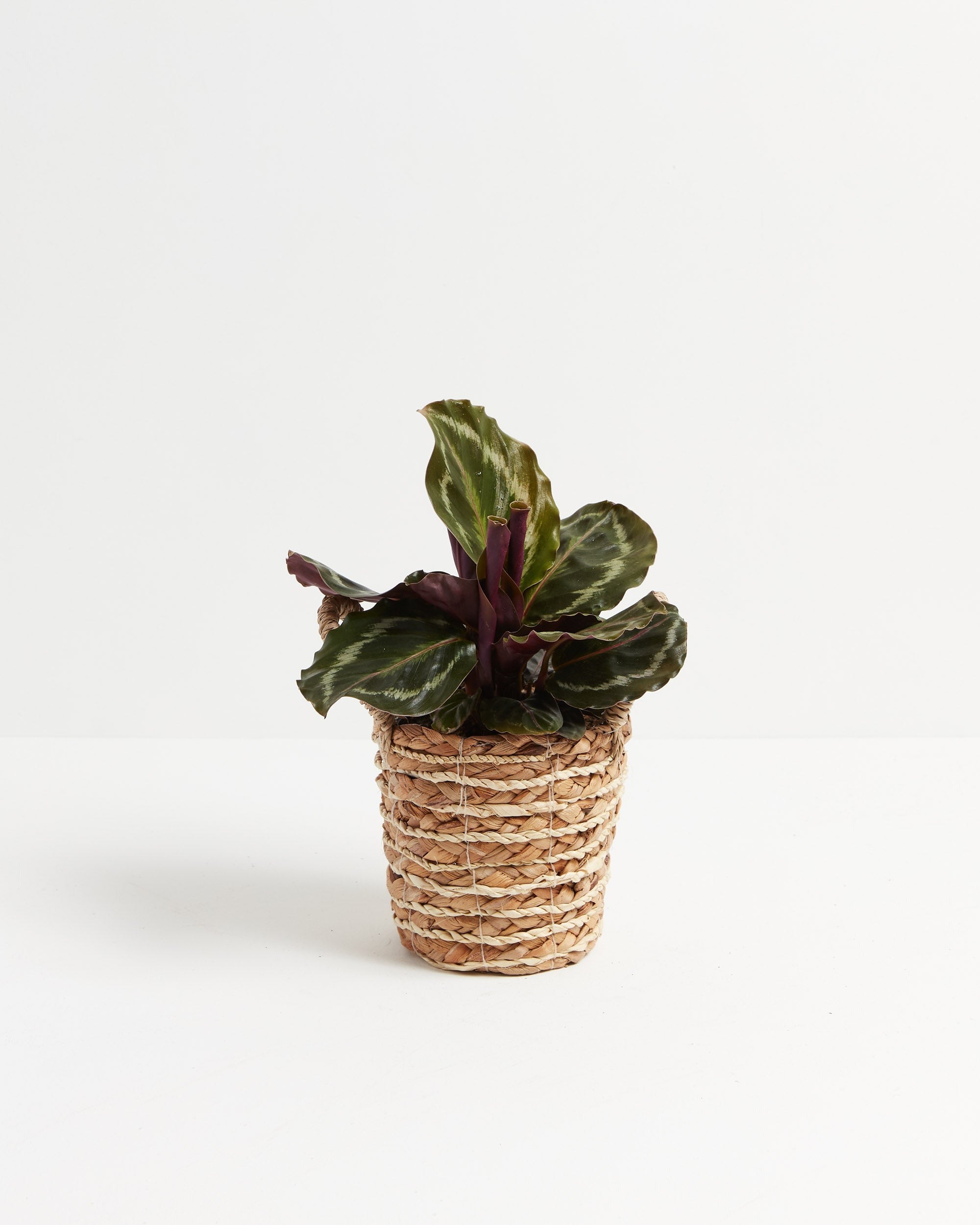 Calathea Medallion