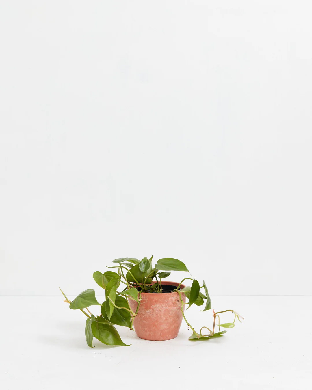 Philodendron Cordatum
