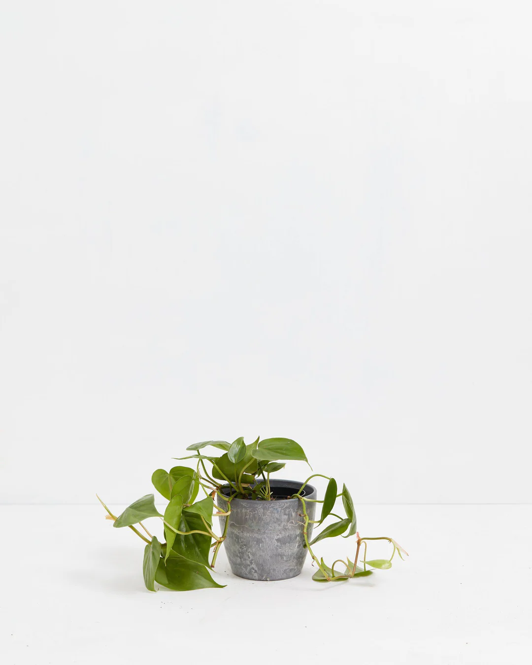 Philodendron Cordatum