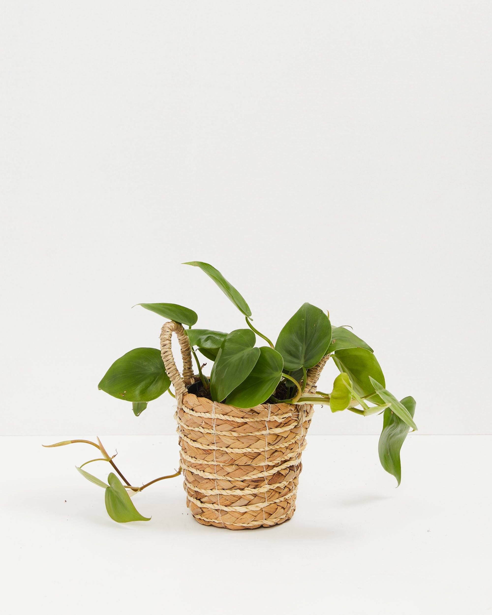 Philodendron Cordatum