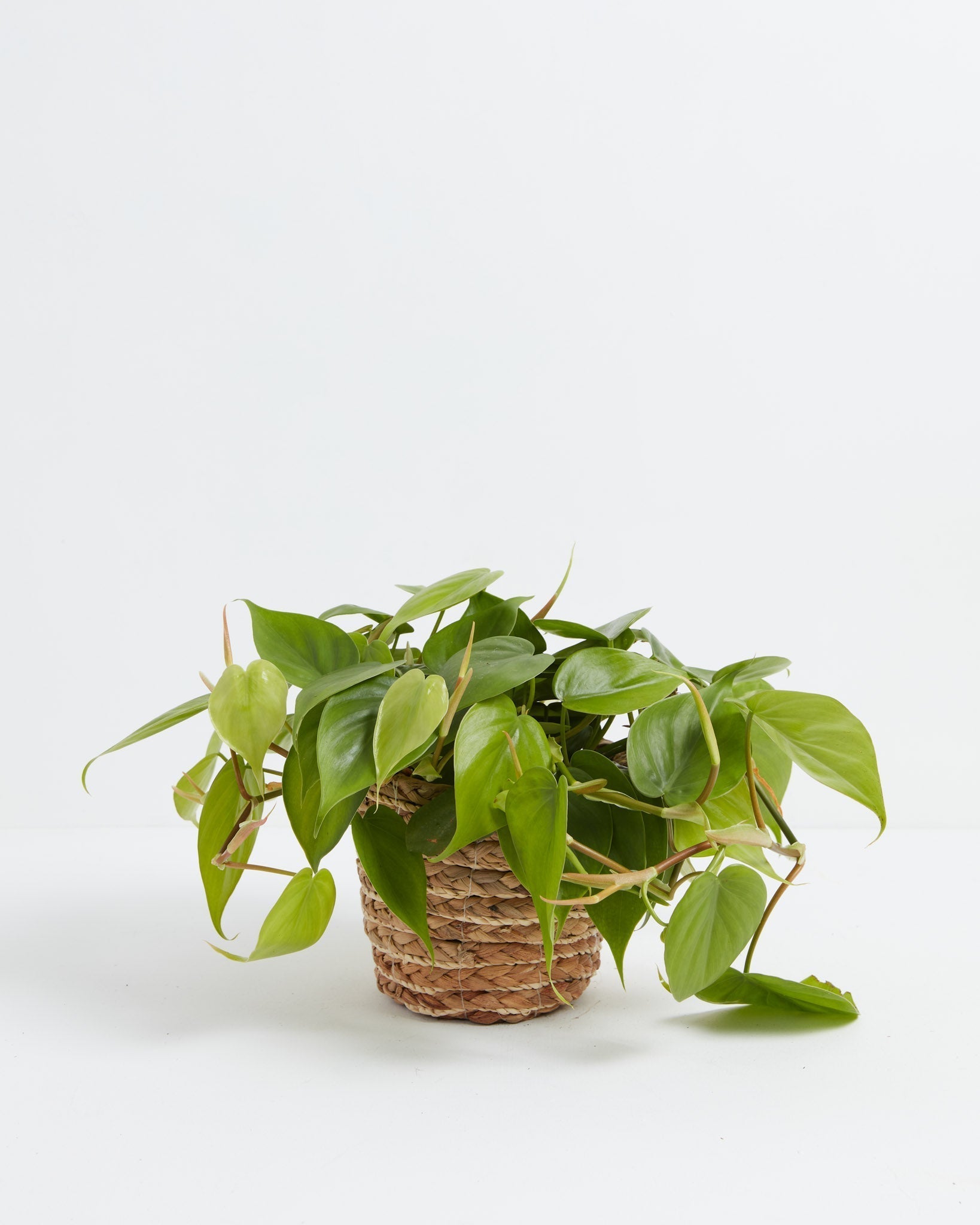 Philodendron Cordatum
