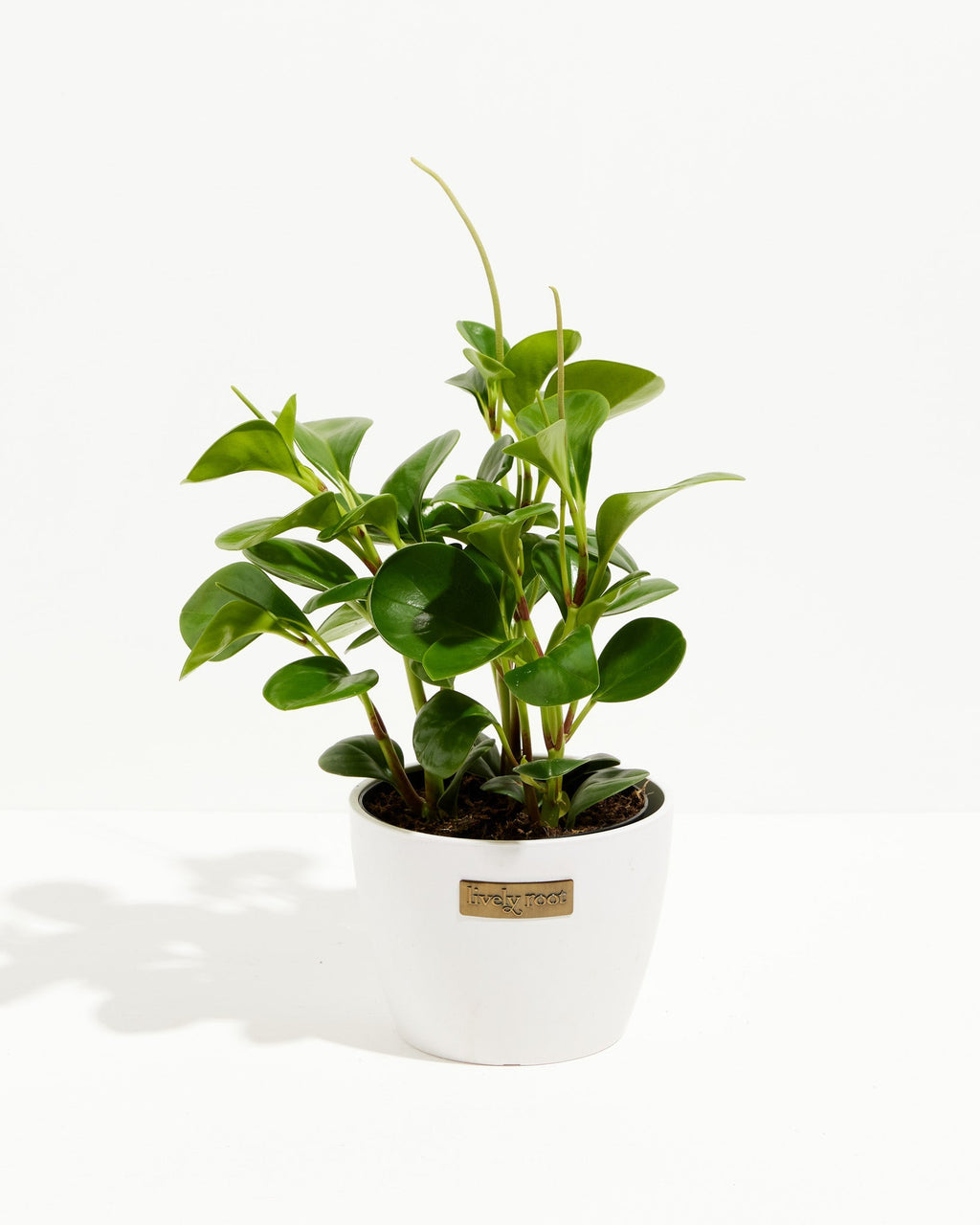Peperomia Obtusifolia (Baby Rubber Plant)