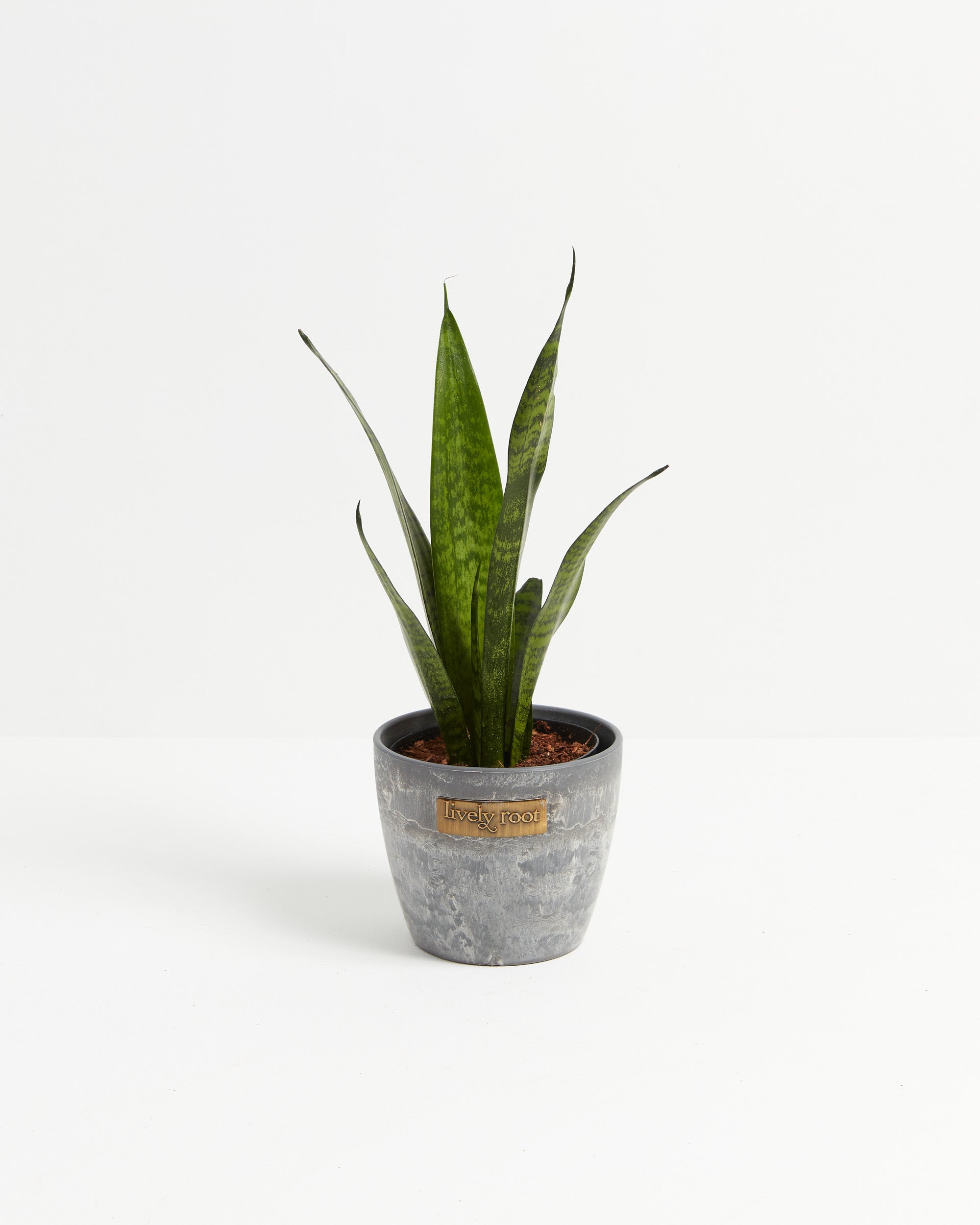 Sansevieria Zeylanica Snake Plant