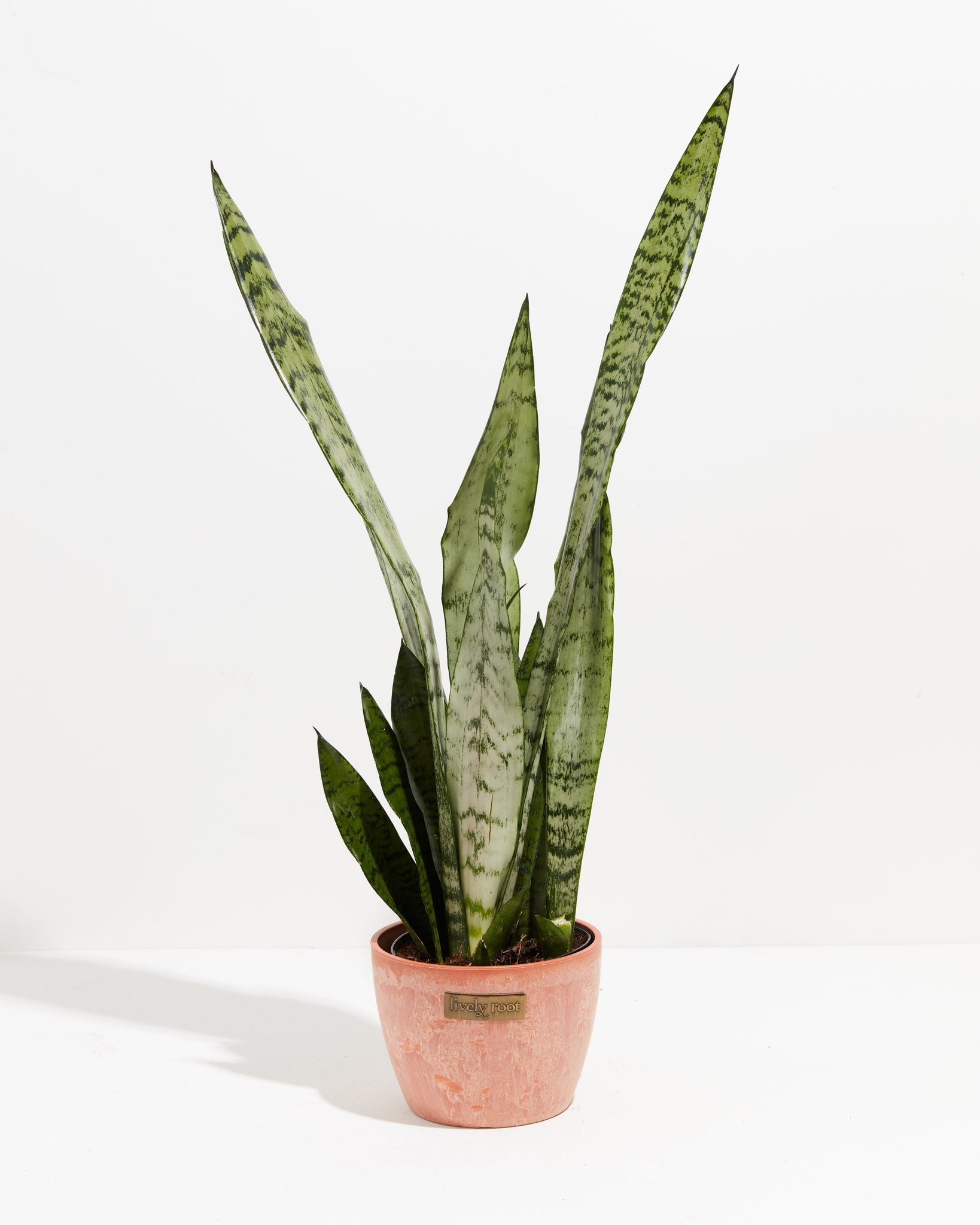 Sansevieria Zeylanica Snake Plant