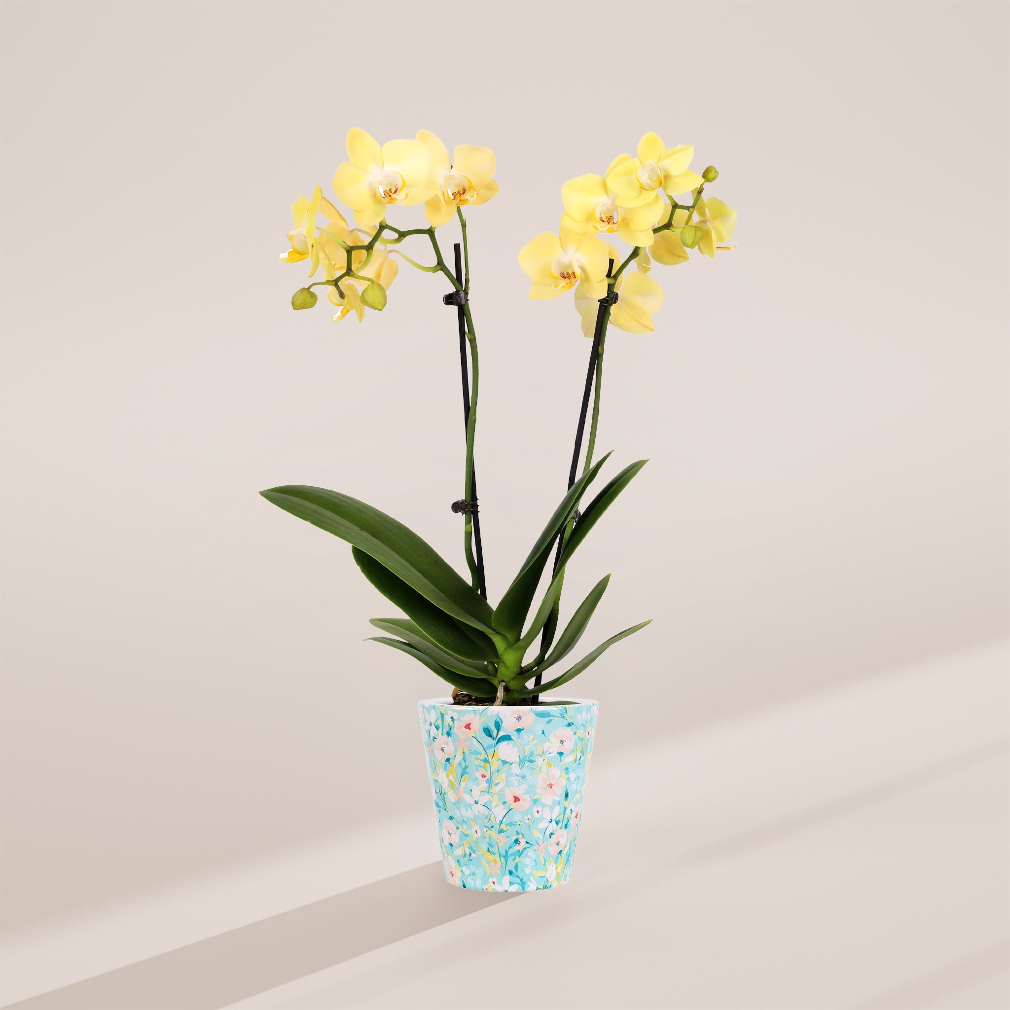 Petite Yellow Orchid