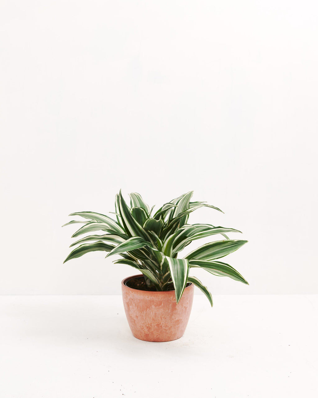 White Striped Dracaena (Dragon Tree)