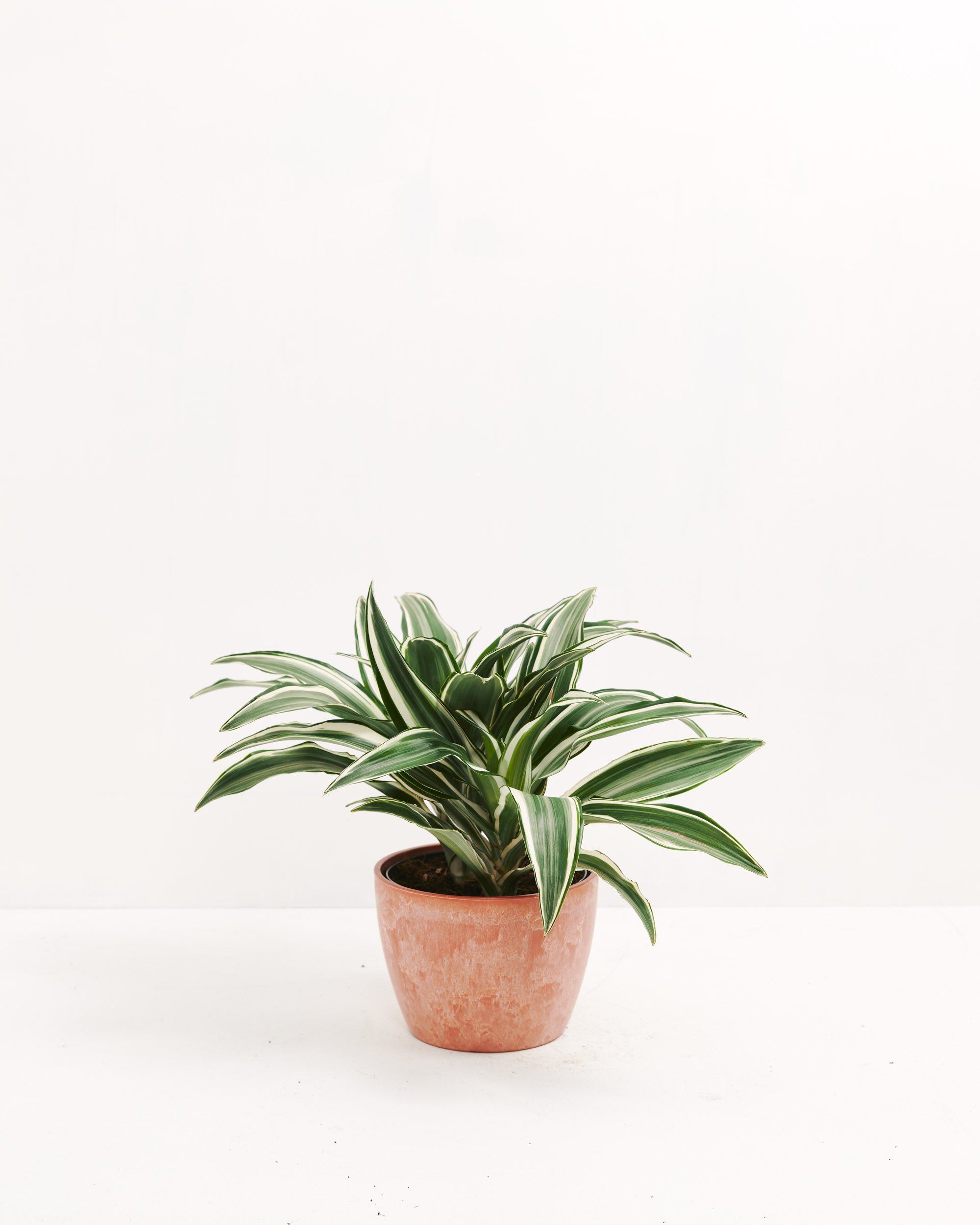 White Striped Dracaena (Dragon Tree)