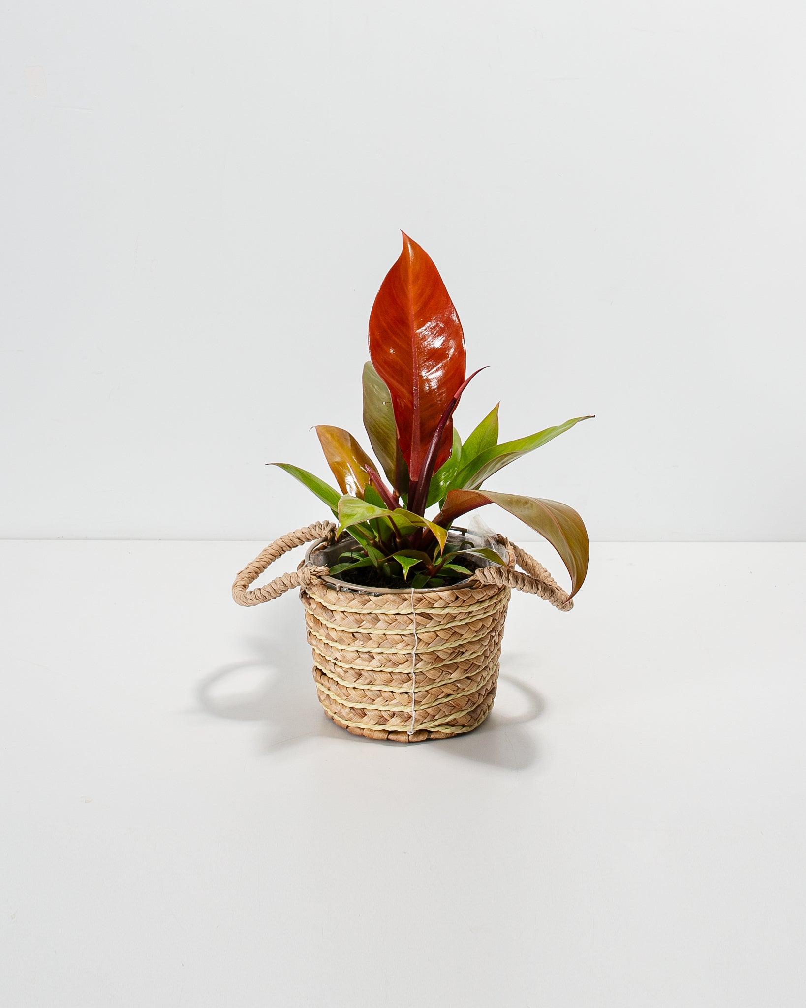 Philodendron Prince of Orange