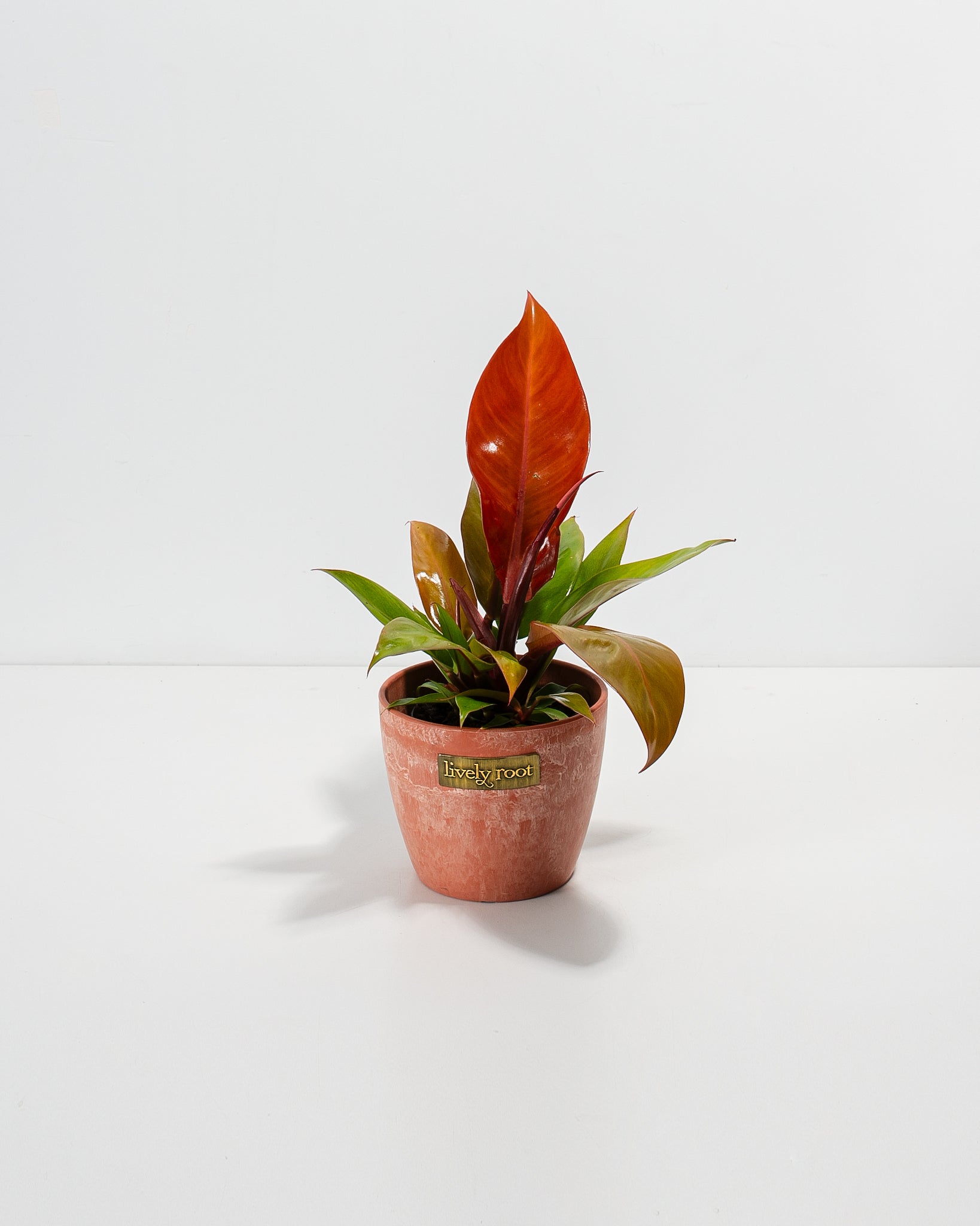 Philodendron Prince of Orange
