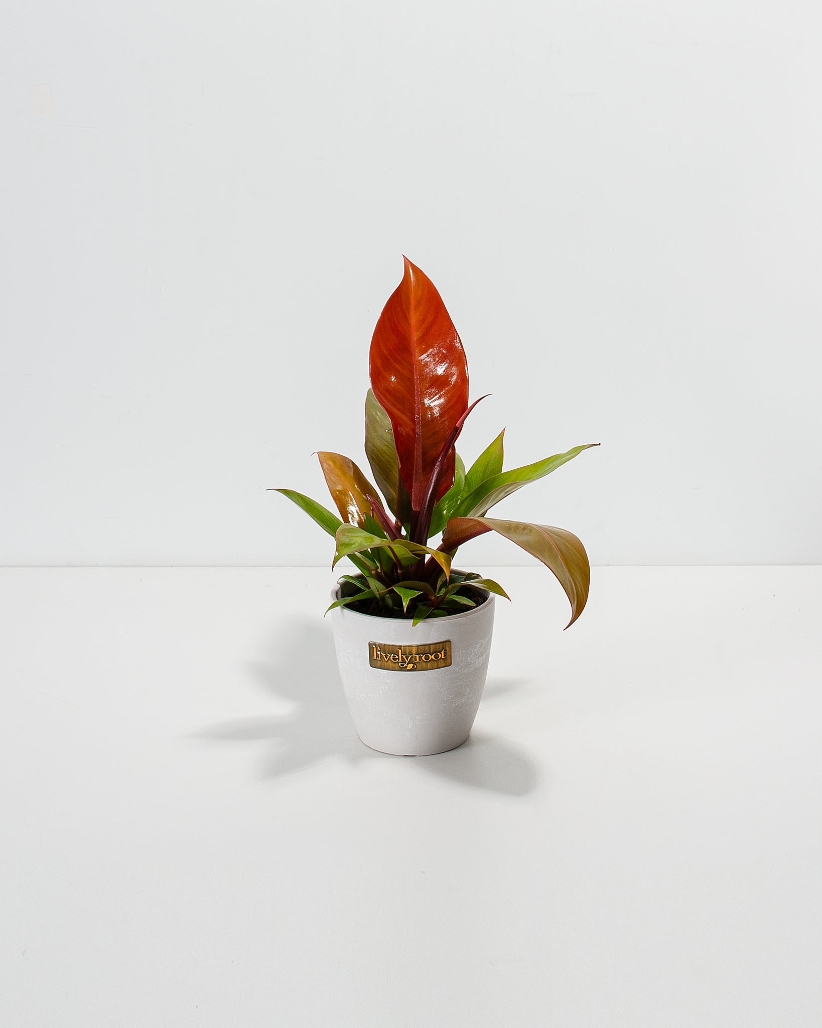 Philodendron Prince of Orange