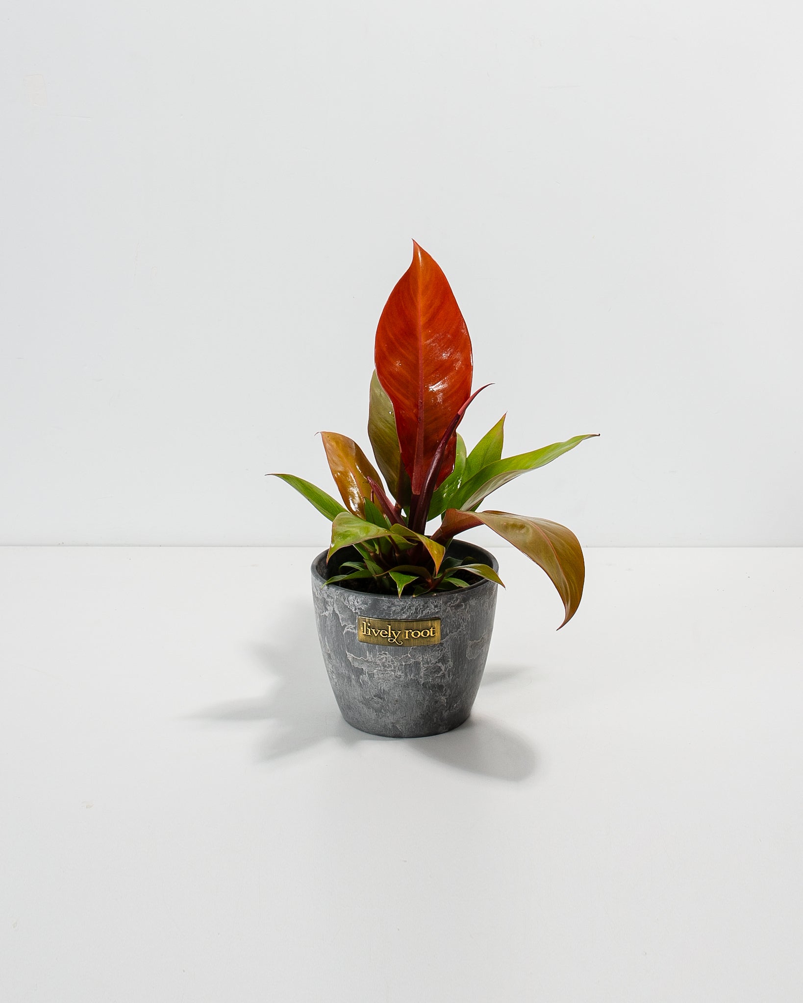 Philodendron Prince of Orange