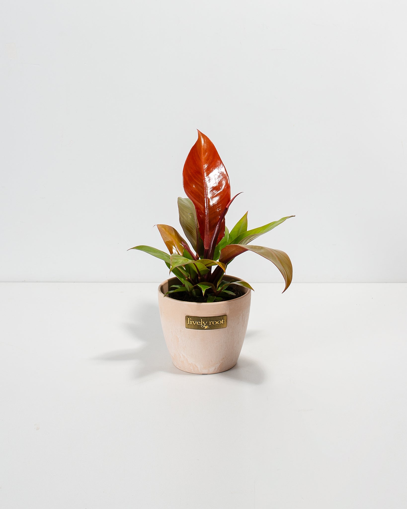 Philodendron Prince of Orange
