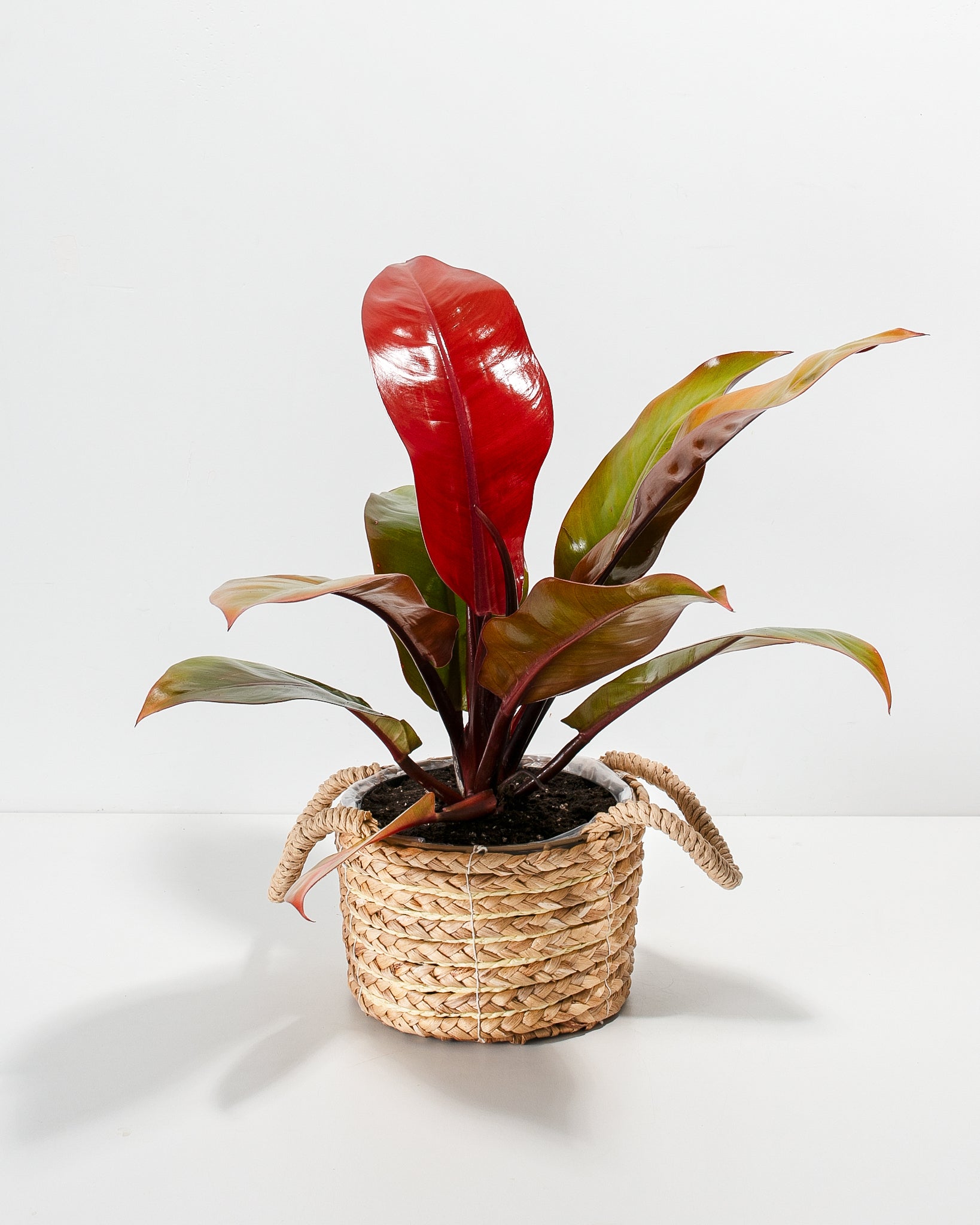 Philodendron Prince of Orange