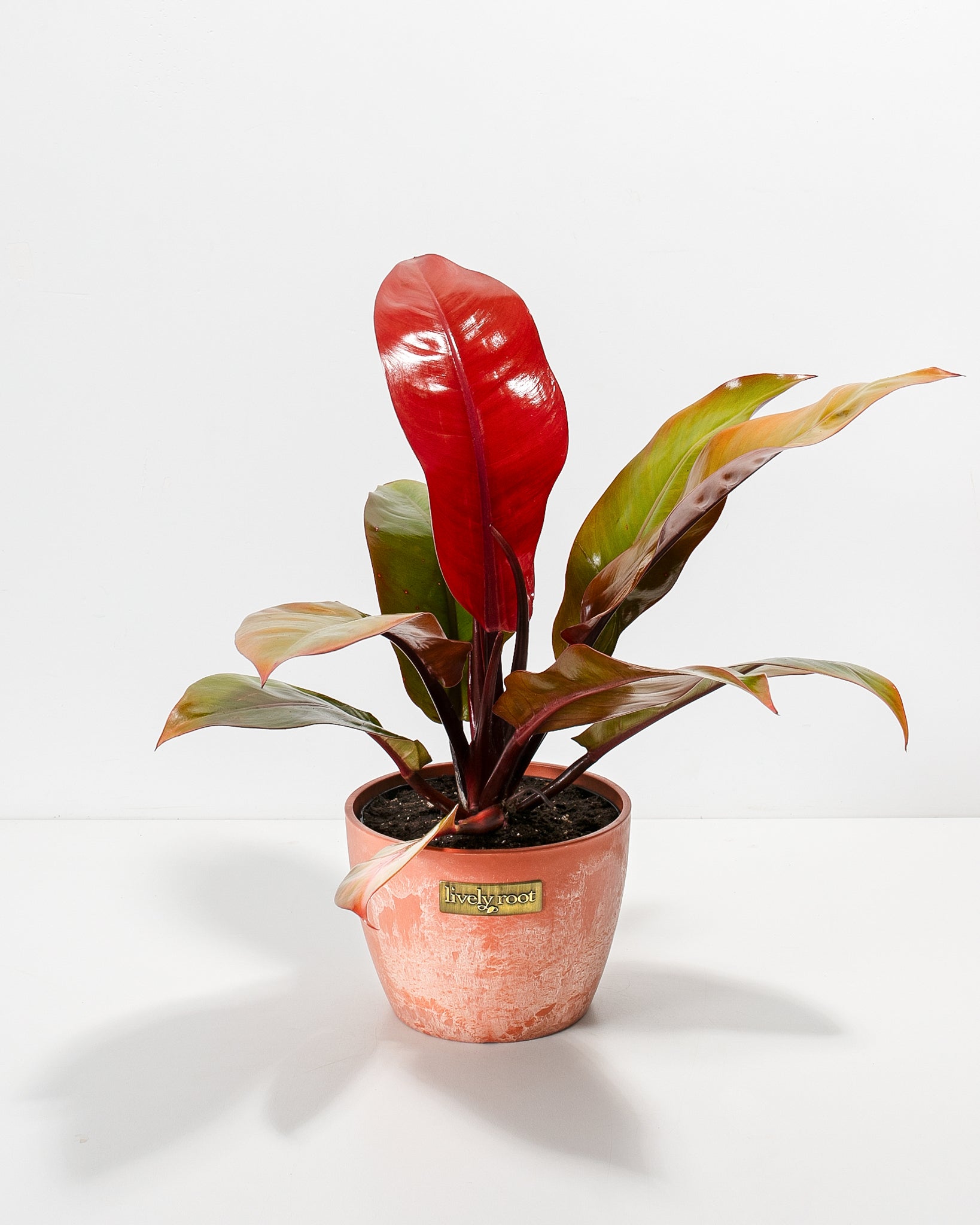 Philodendron Prince of Orange