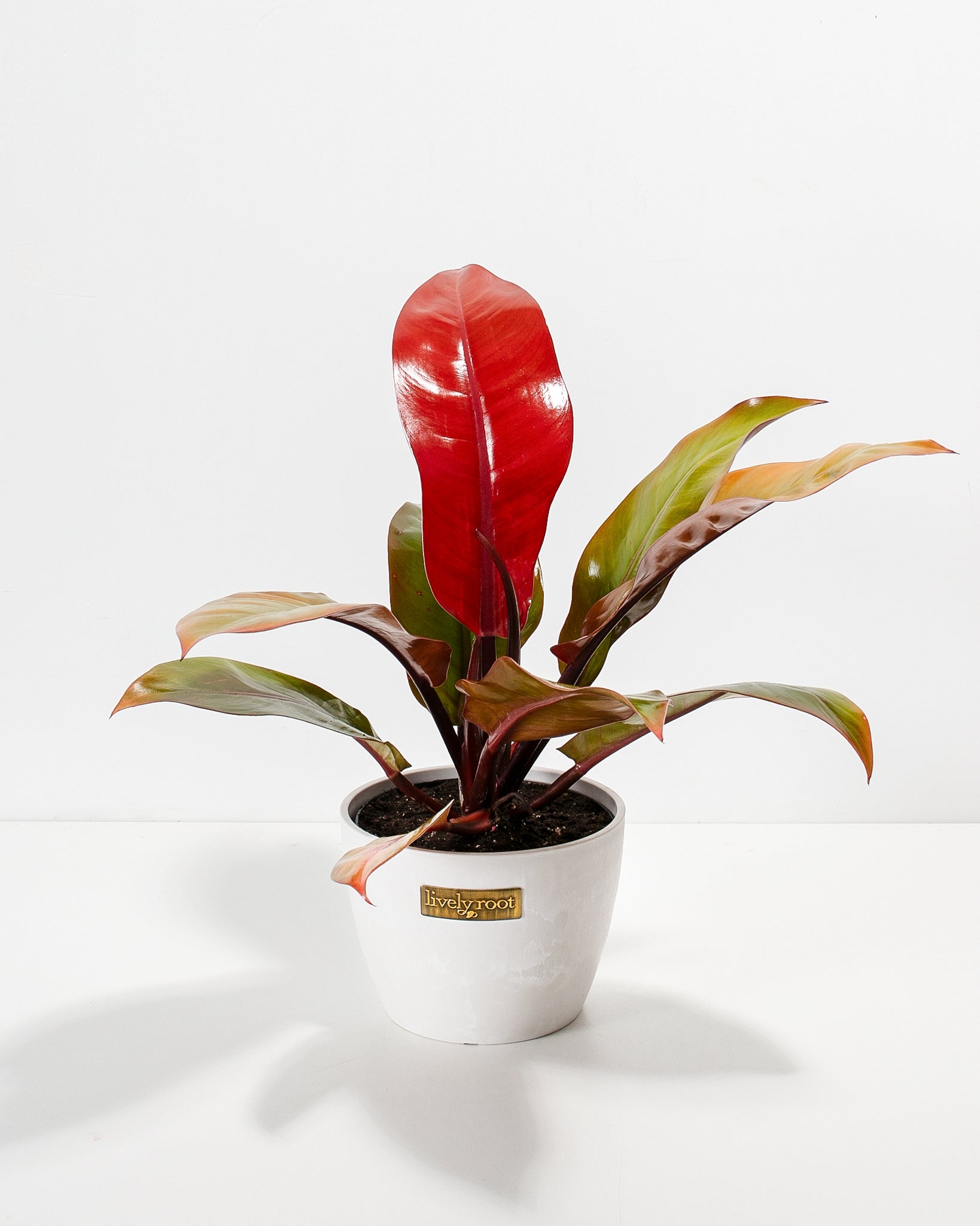 Philodendron Prince of Orange