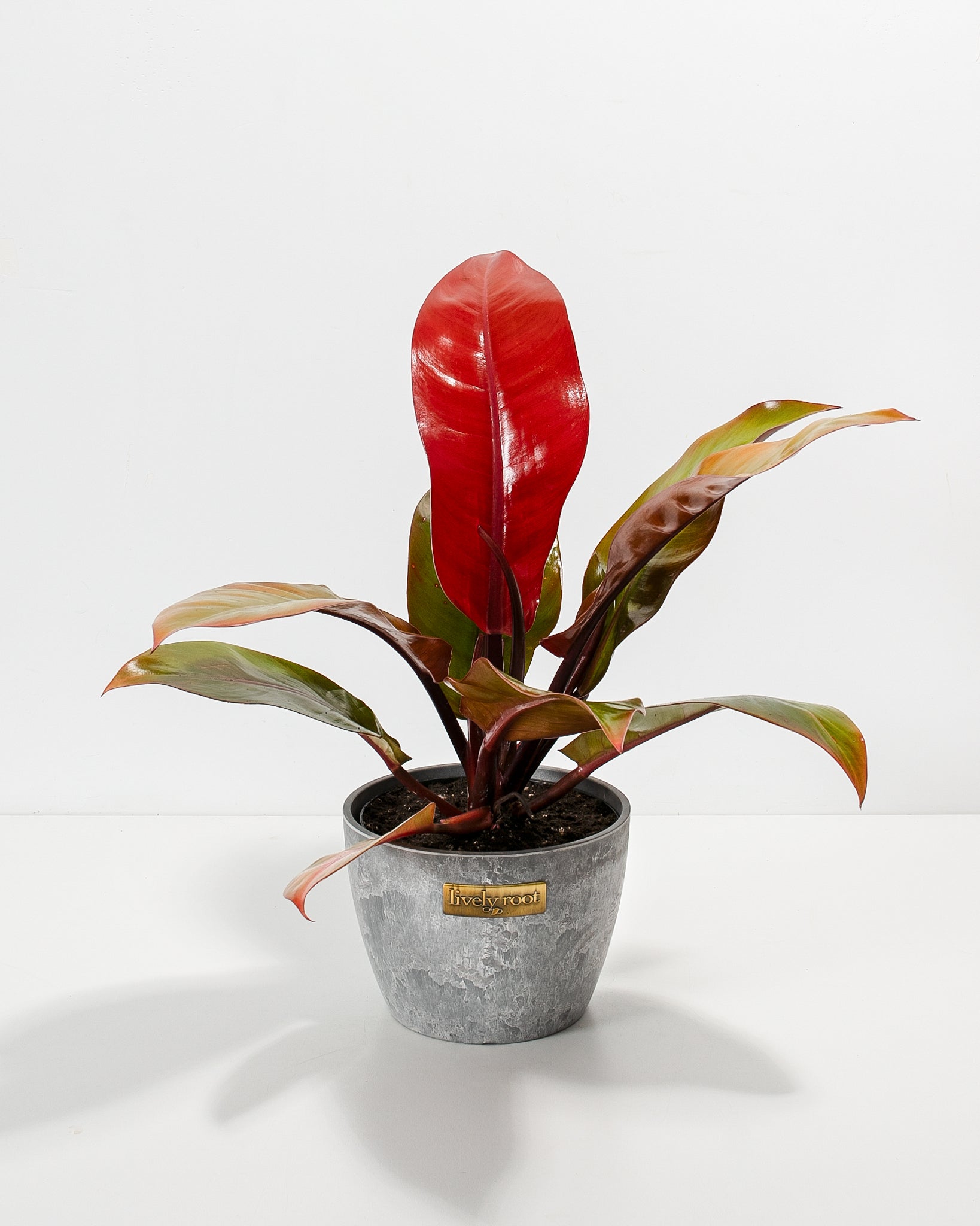 Philodendron Prince of Orange