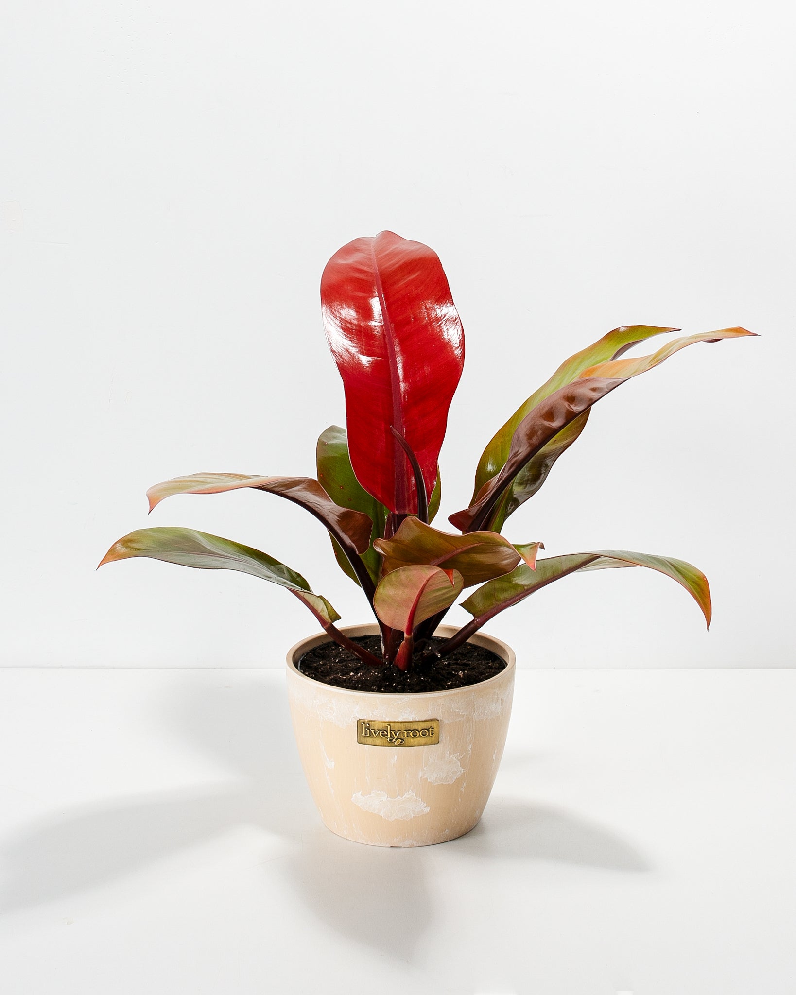 Philodendron Prince of Orange