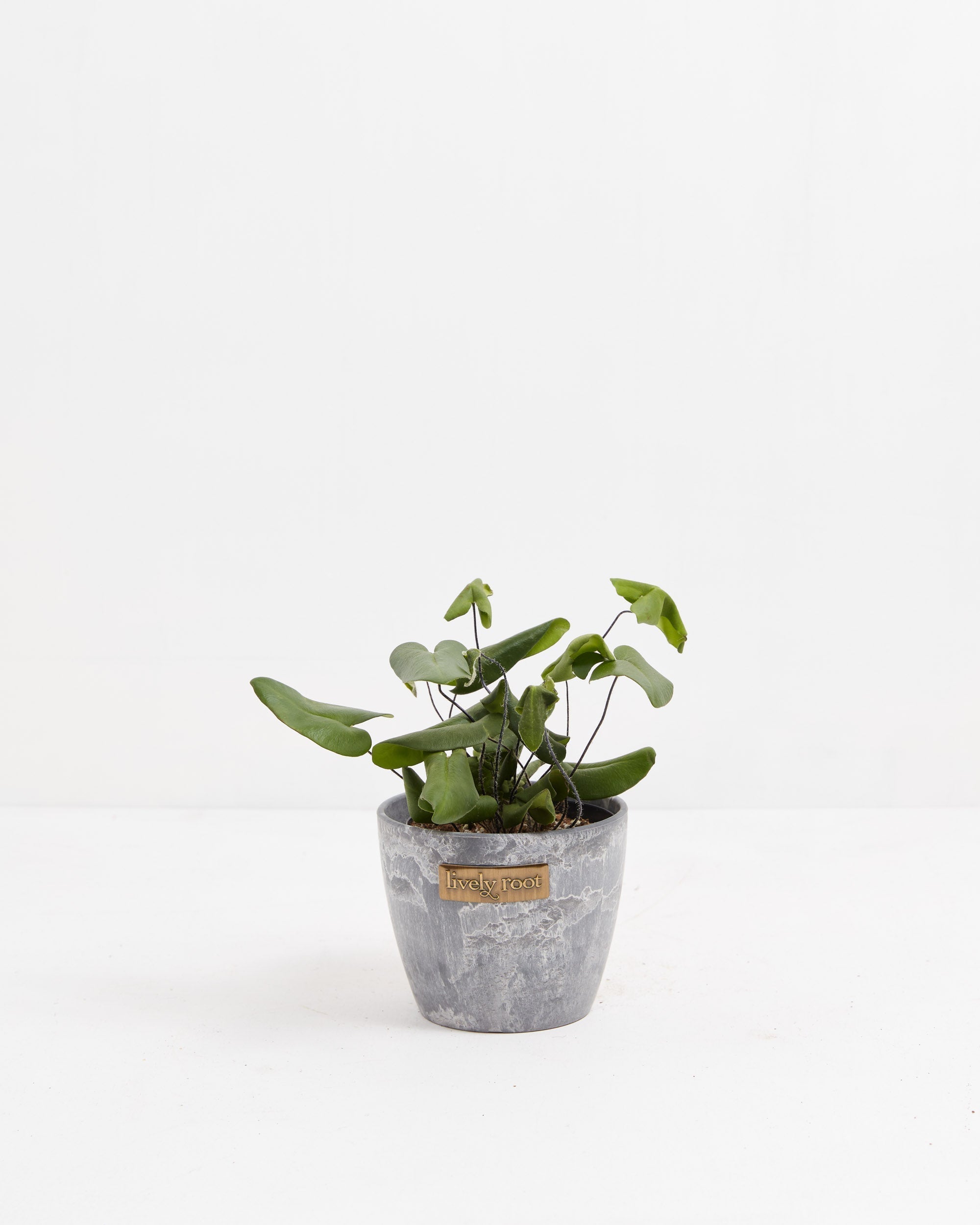 Heart Leaf Fern