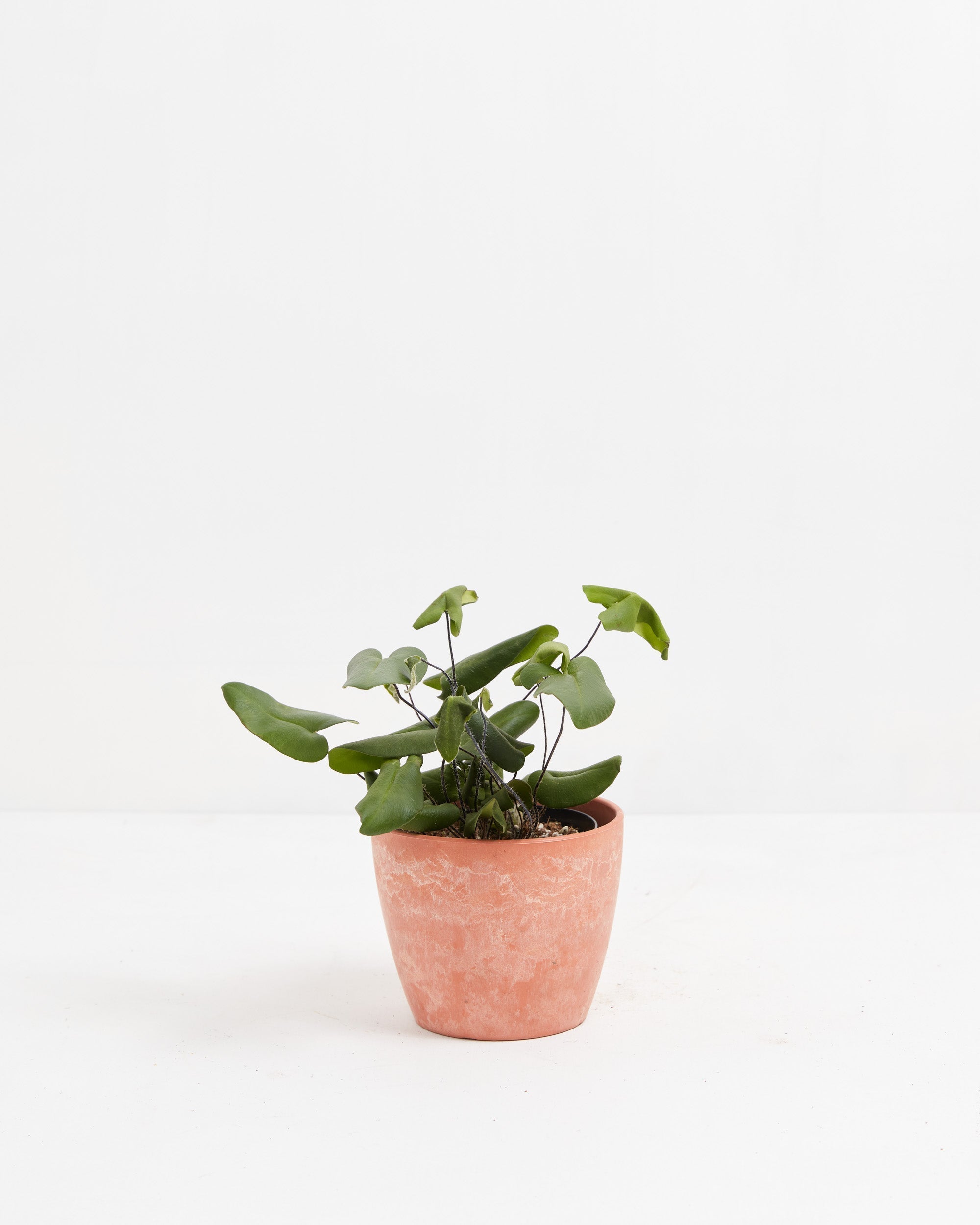 Heart Leaf Fern
