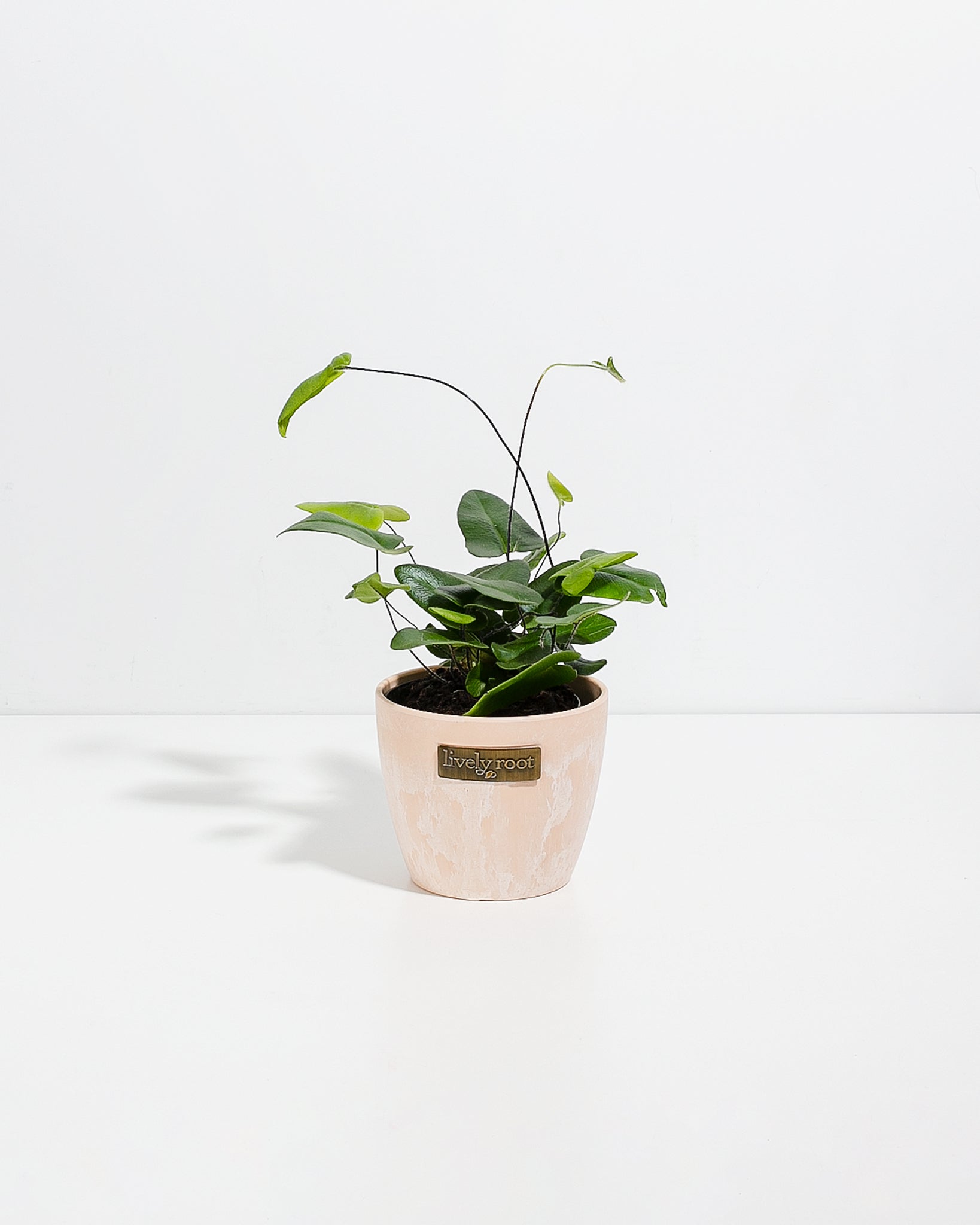Heart Leaf Fern