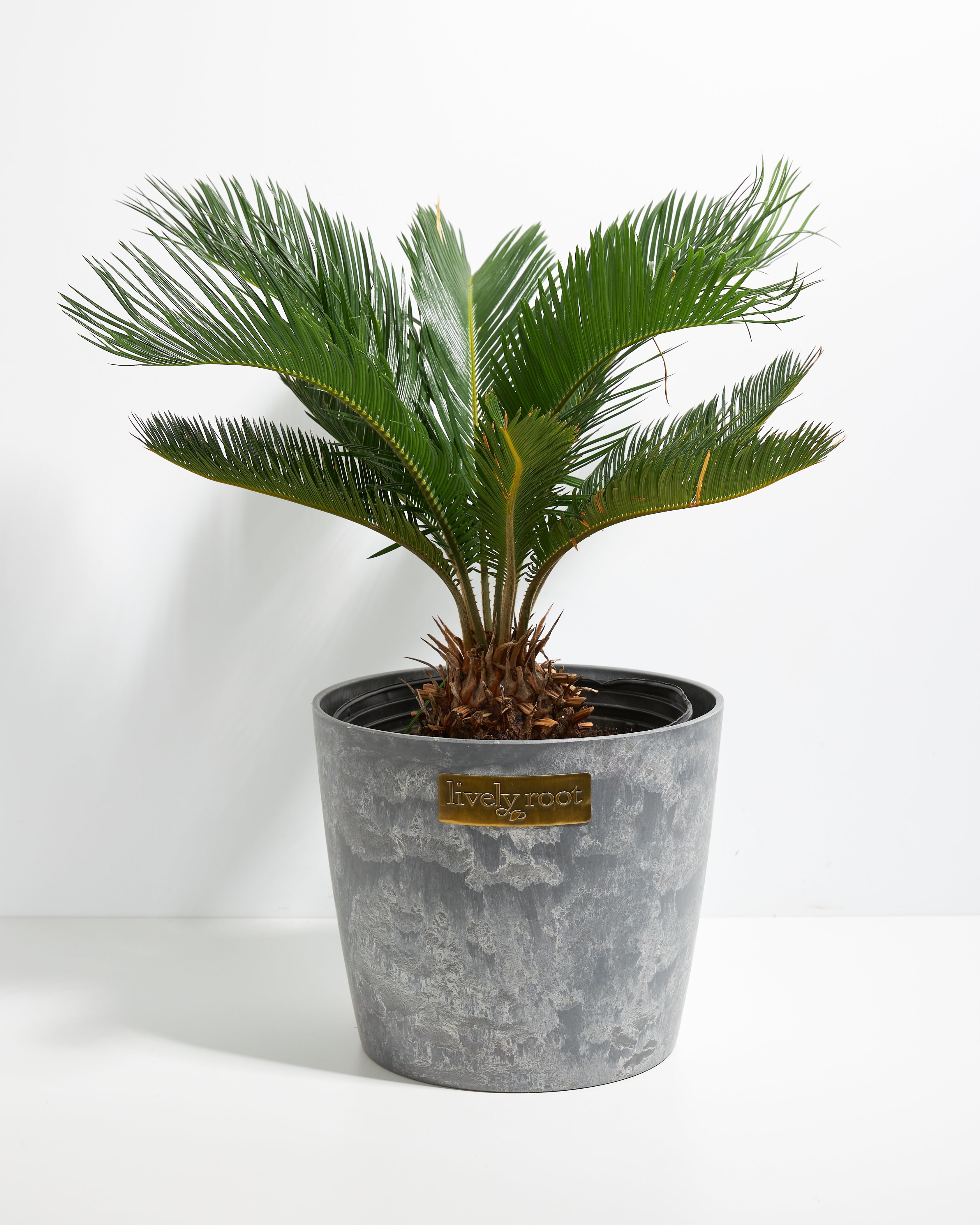 Sago Palm