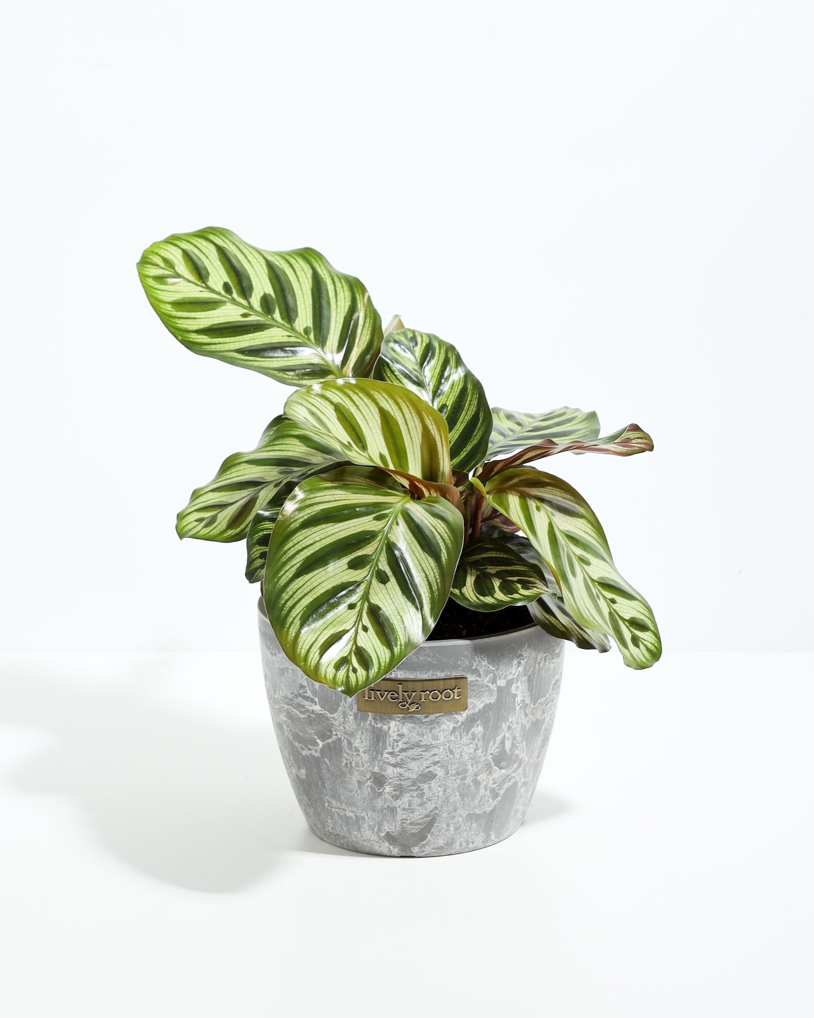 Peacock Plant