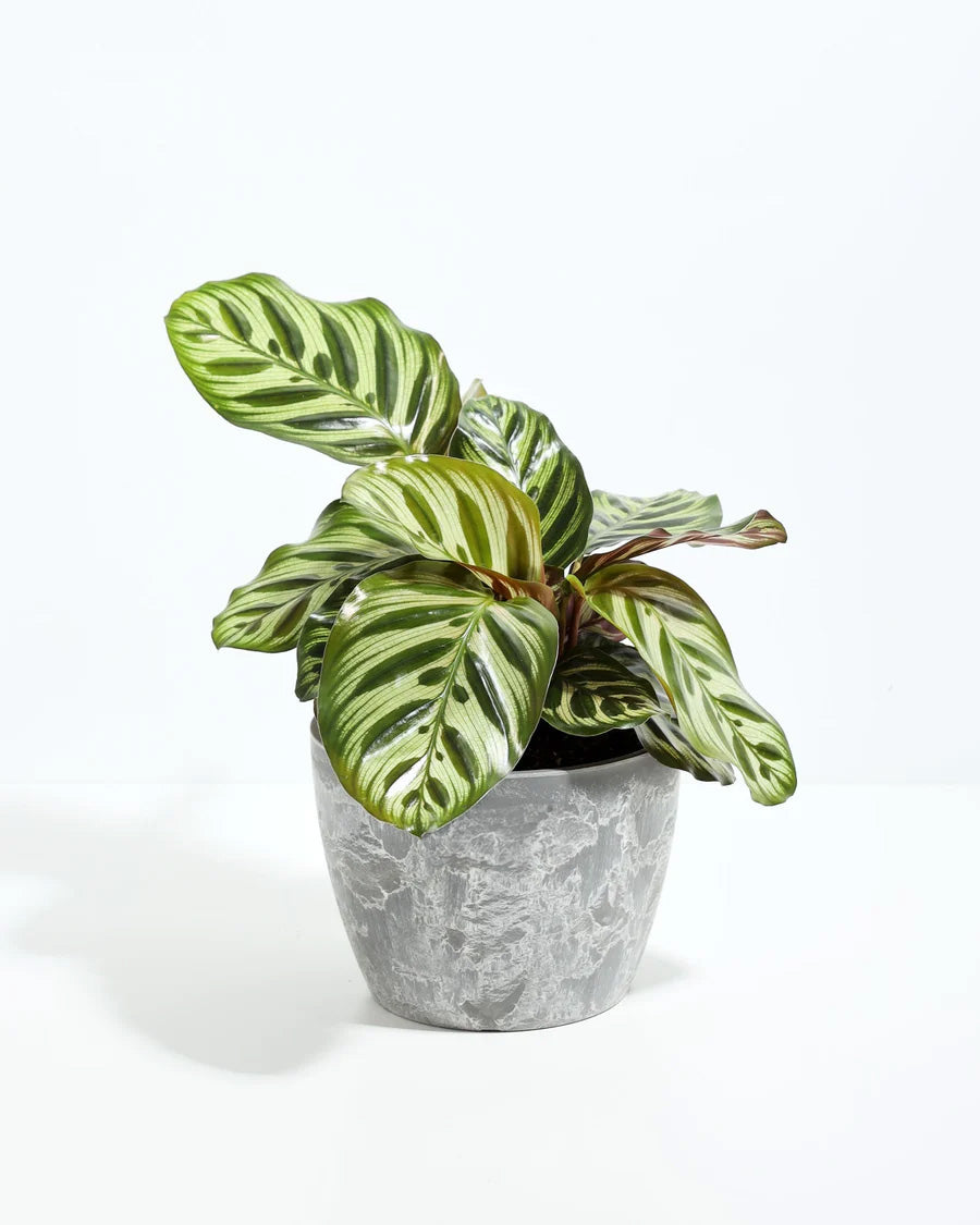 Peacock Plant