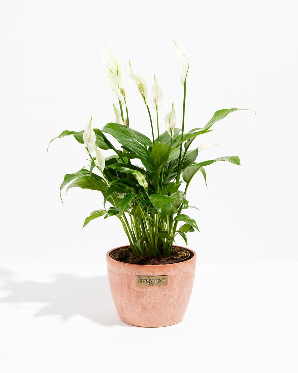 Peace Lily (Spathiphyllum)