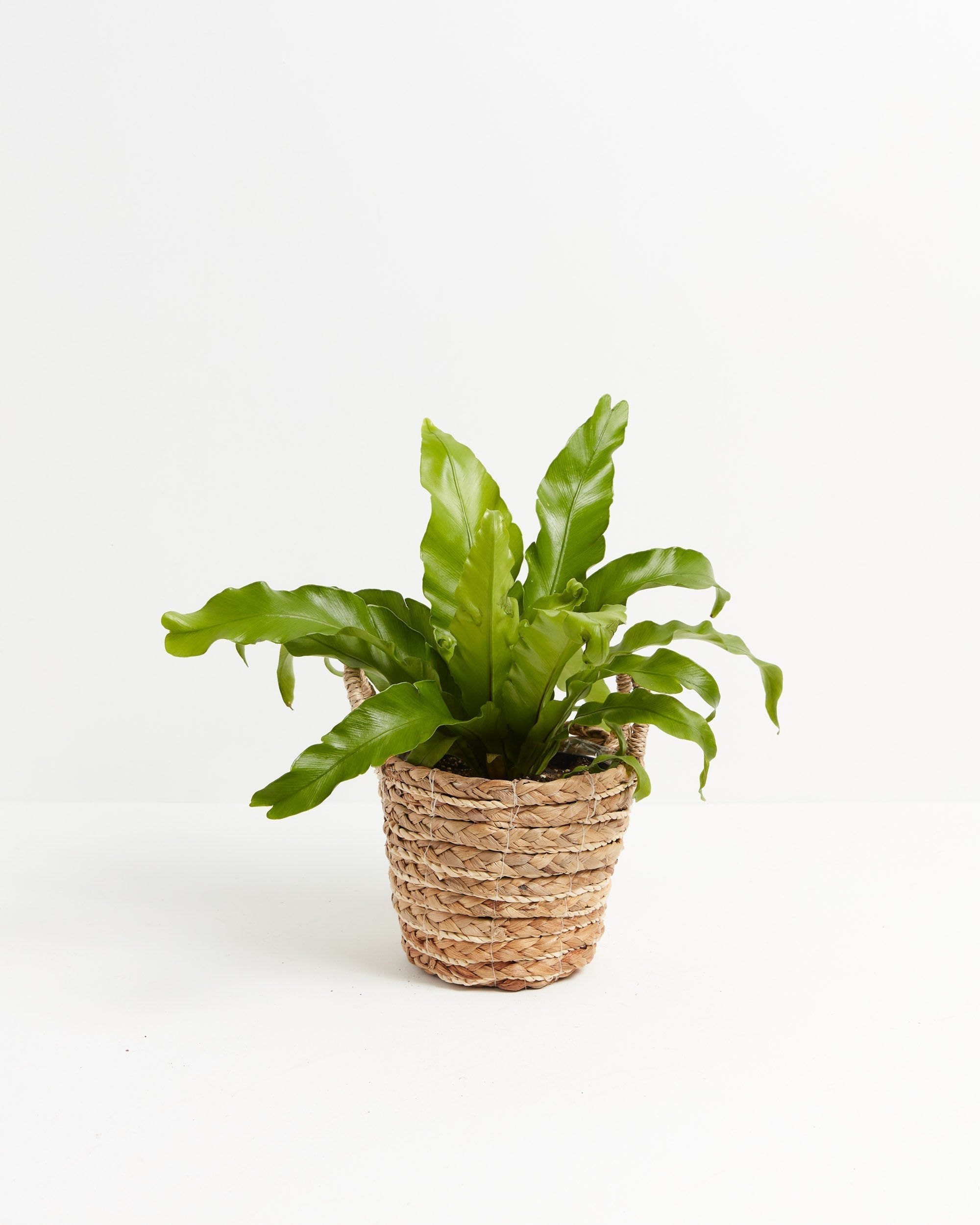 Bird's Nest Fern