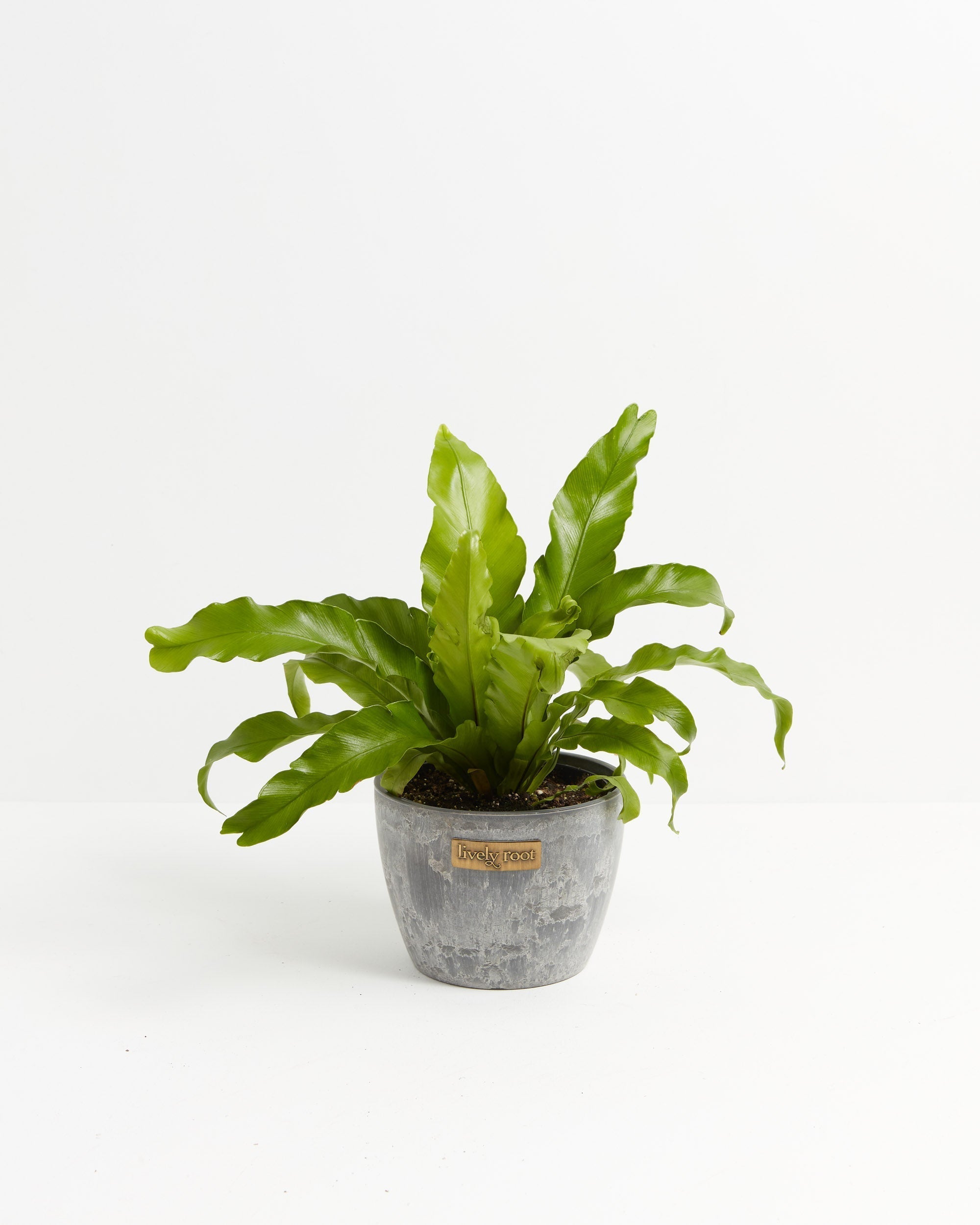 Bird's Nest Fern
