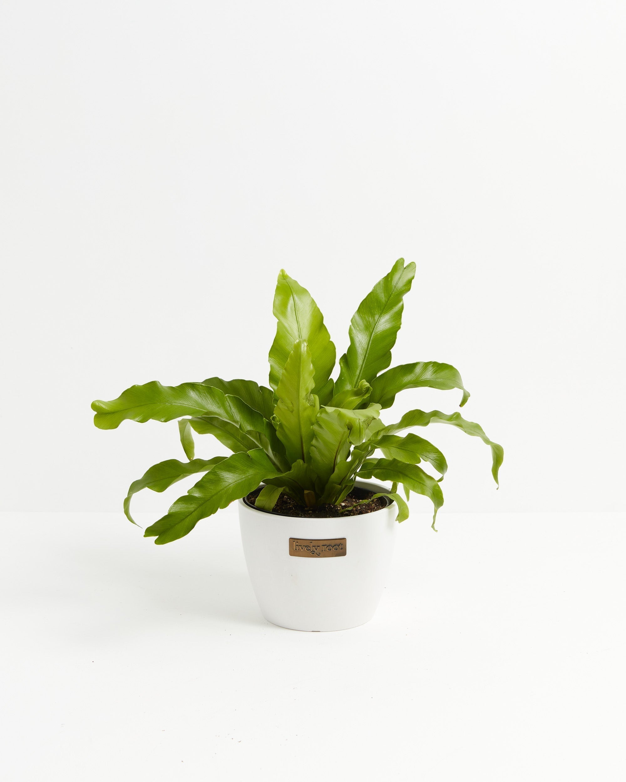 Bird's Nest Fern