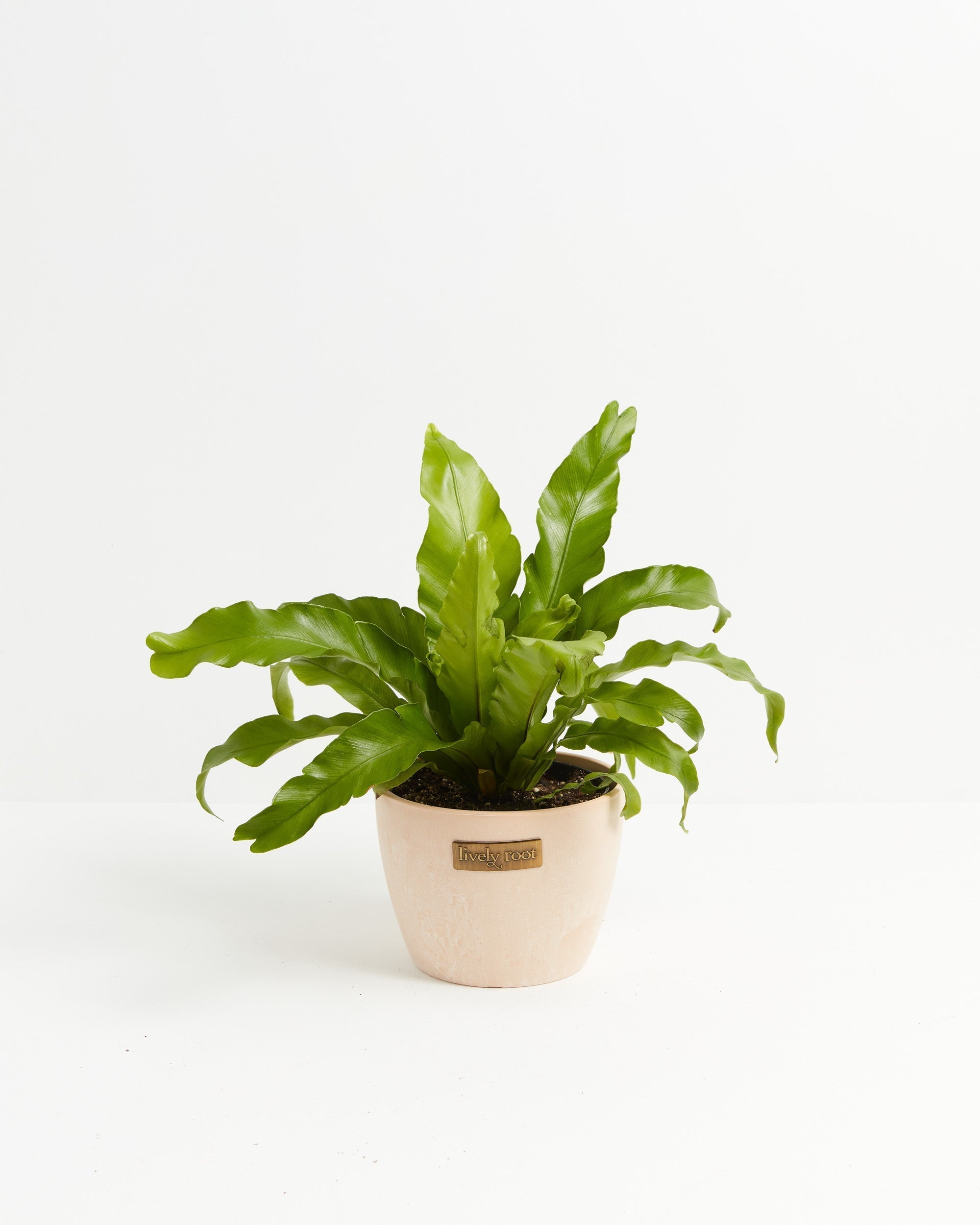 Bird's Nest Fern