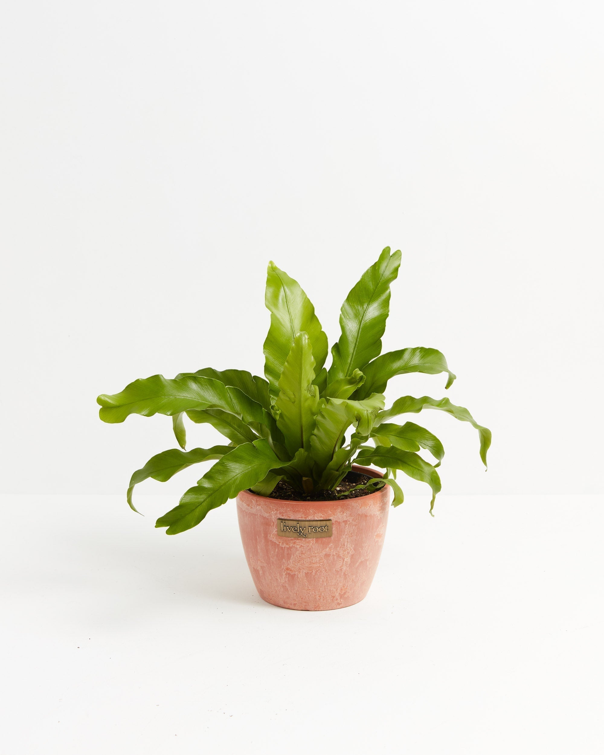 Bird's Nest Fern
