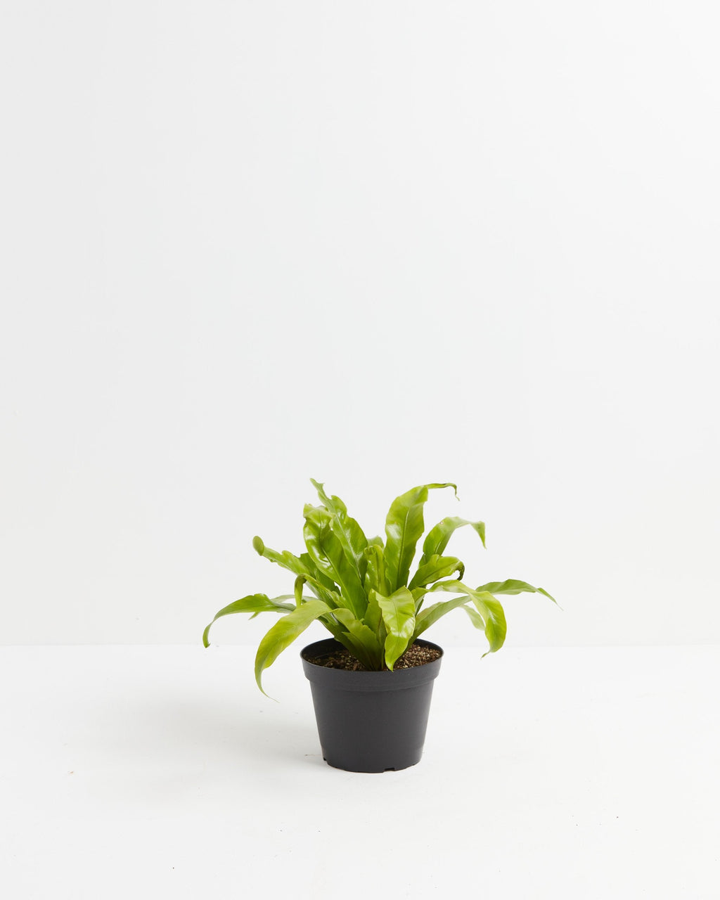 Bird's Nest Fern