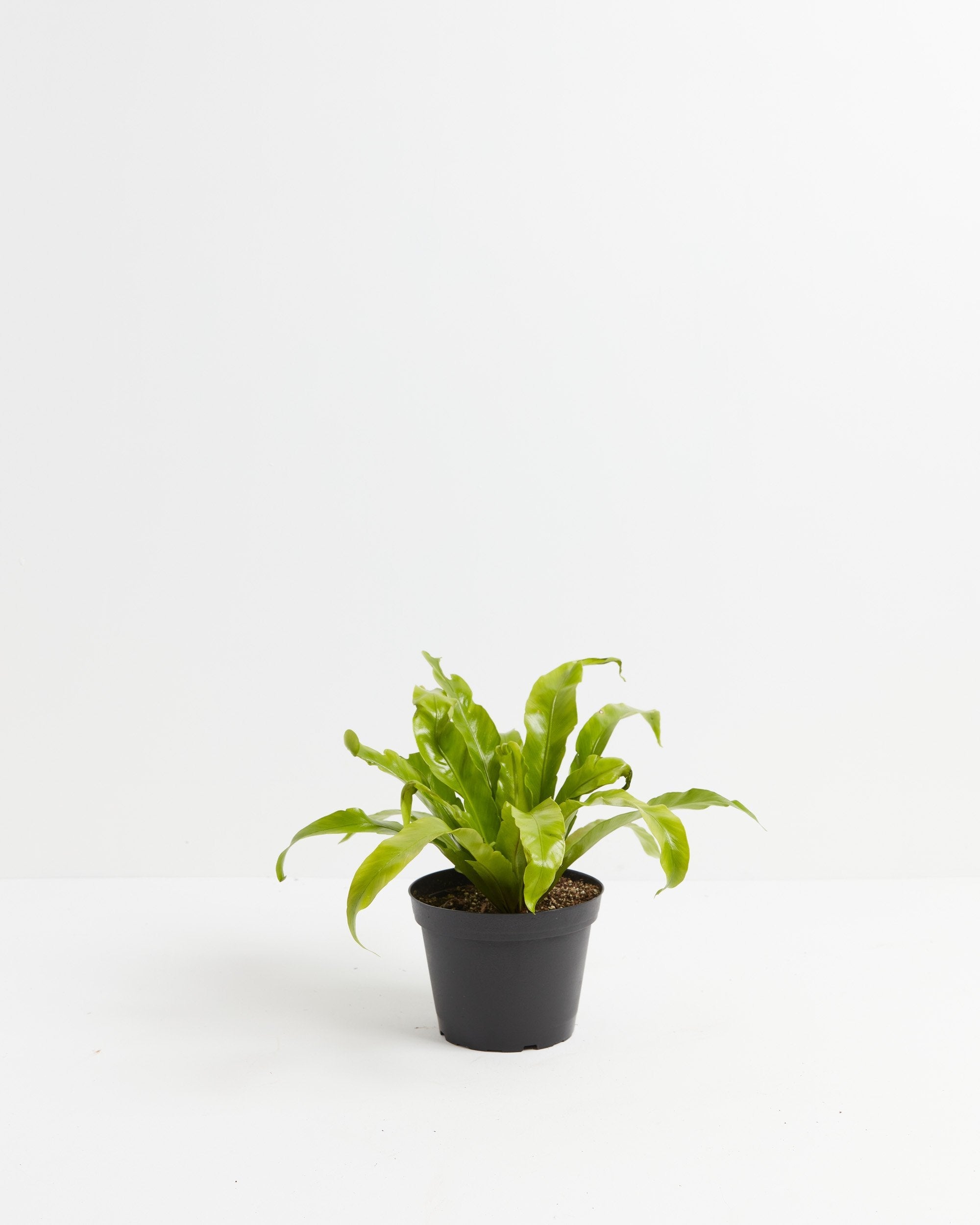 Bird's Nest Fern