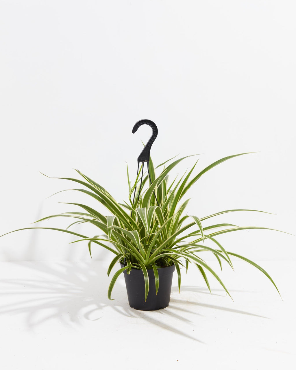 Spider Plant