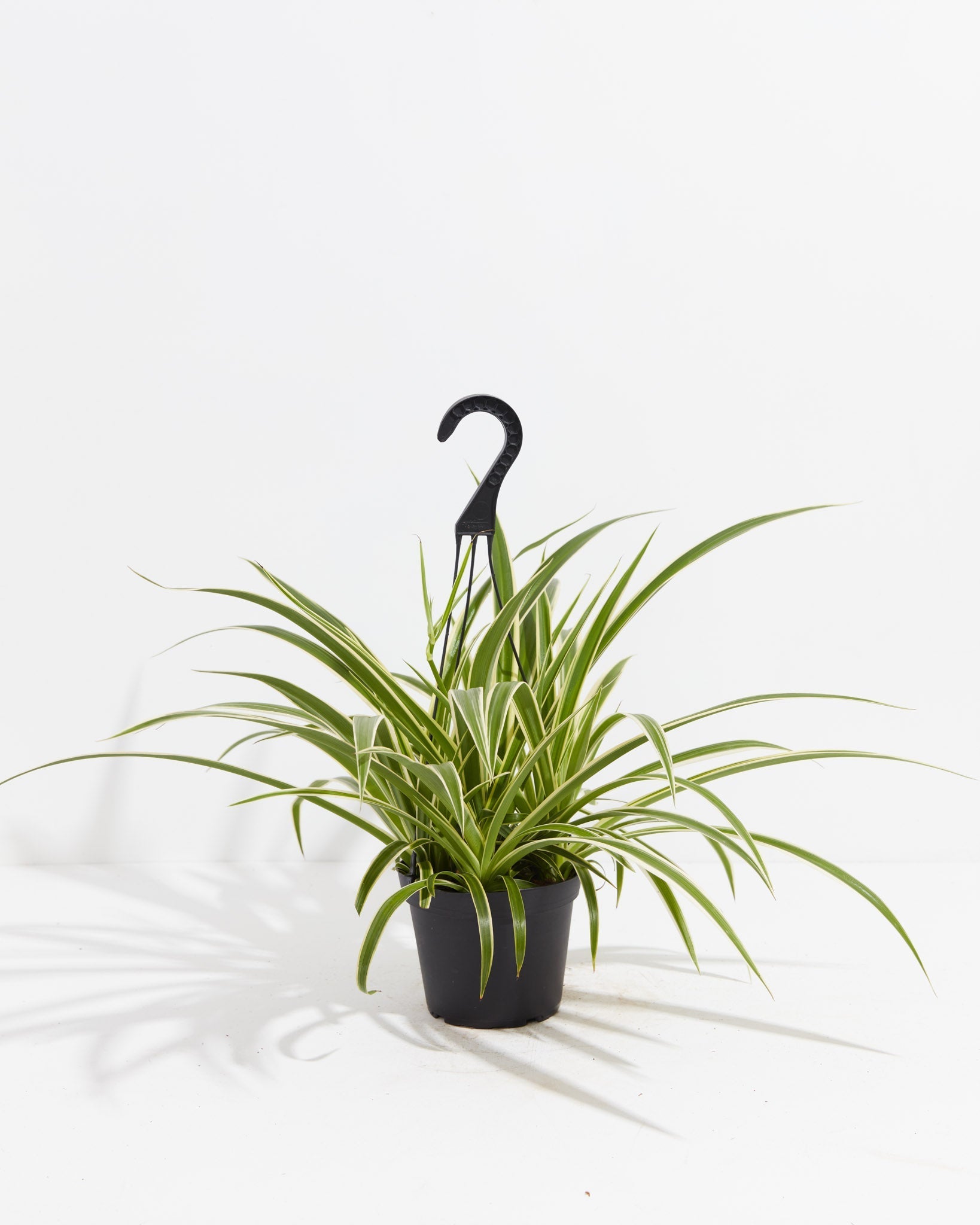 Spider Plant