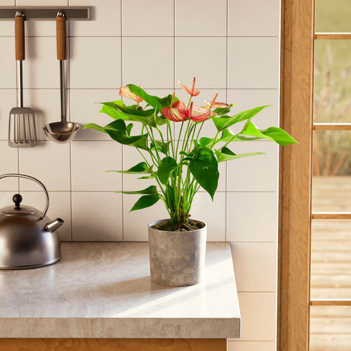 Anthurium 'Livium'