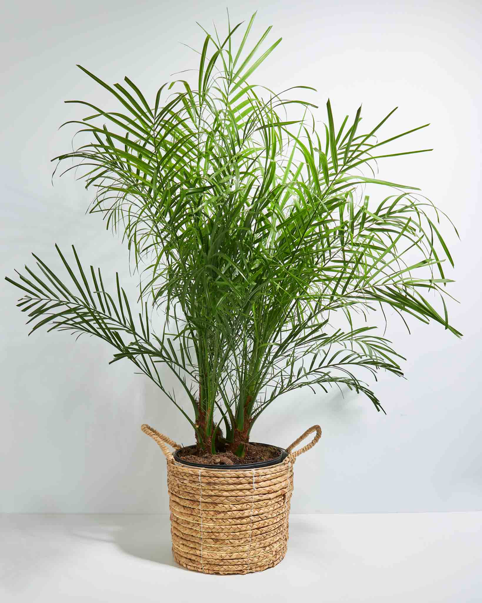 Pygmy Date Palm
