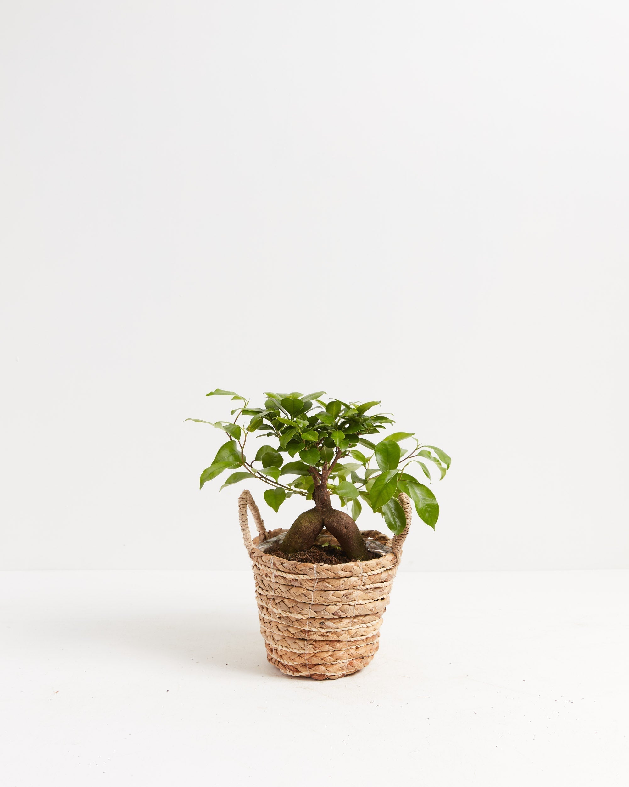 Ficus Ginseng