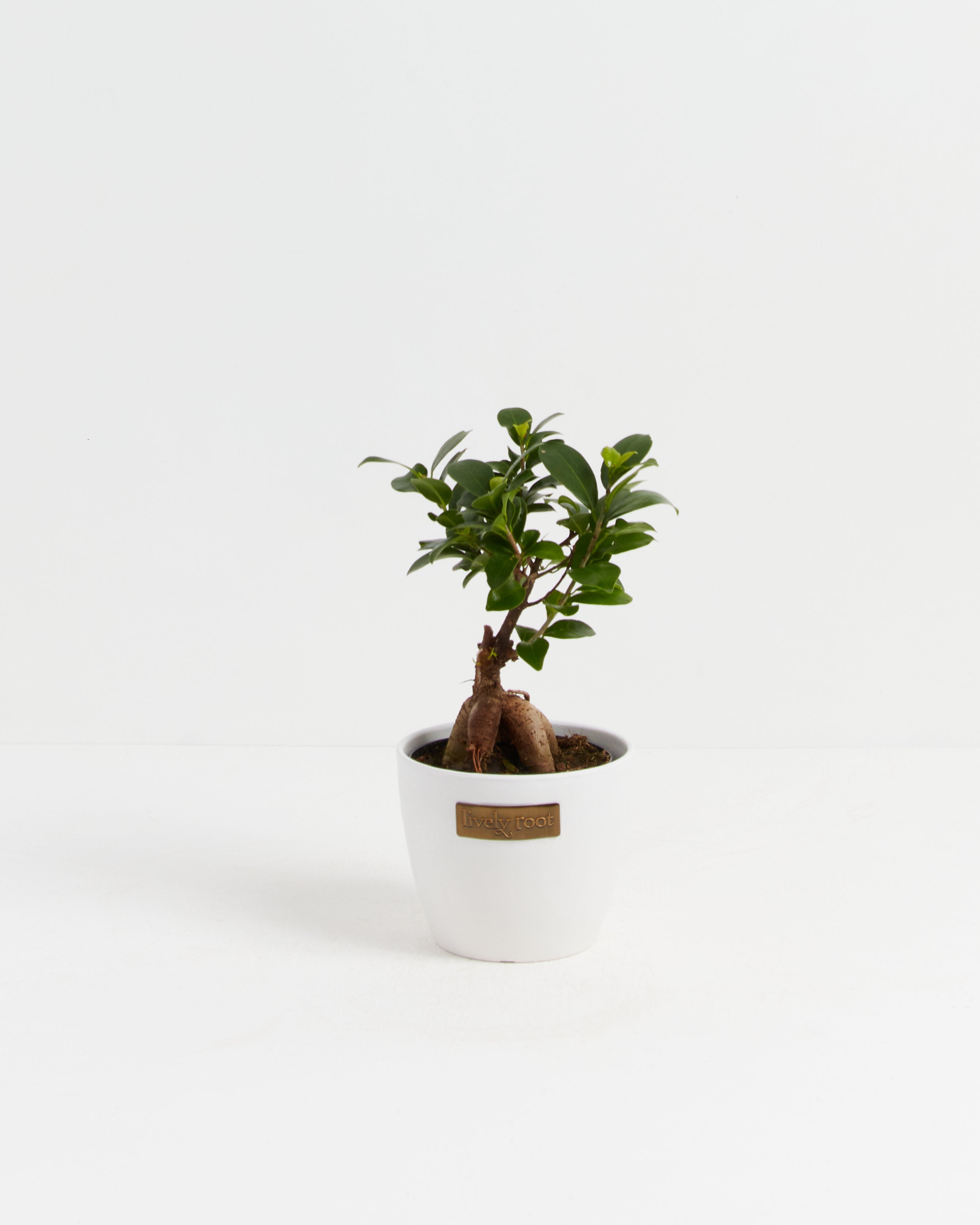 Ficus Ginseng