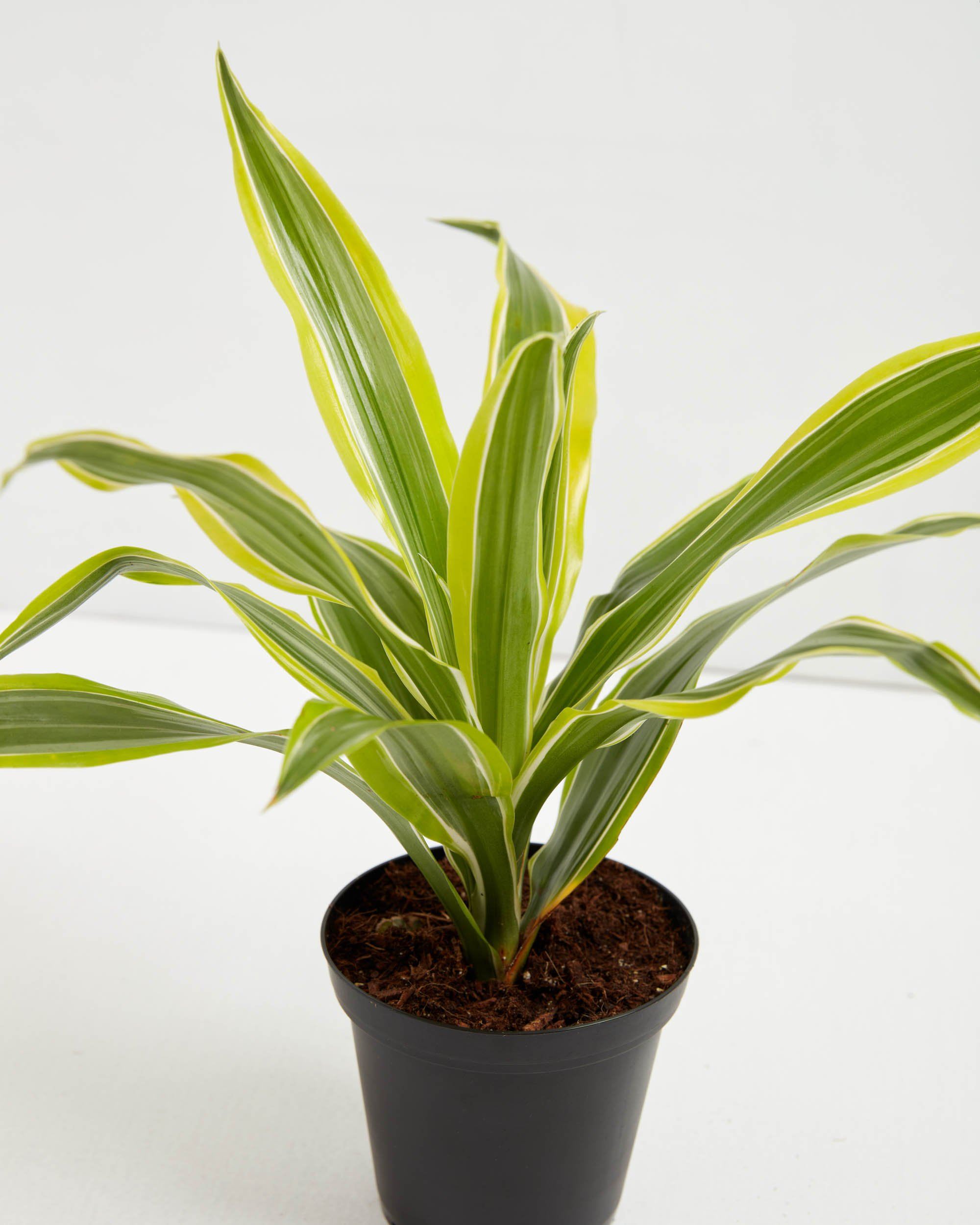Dracaena Lemon Lime