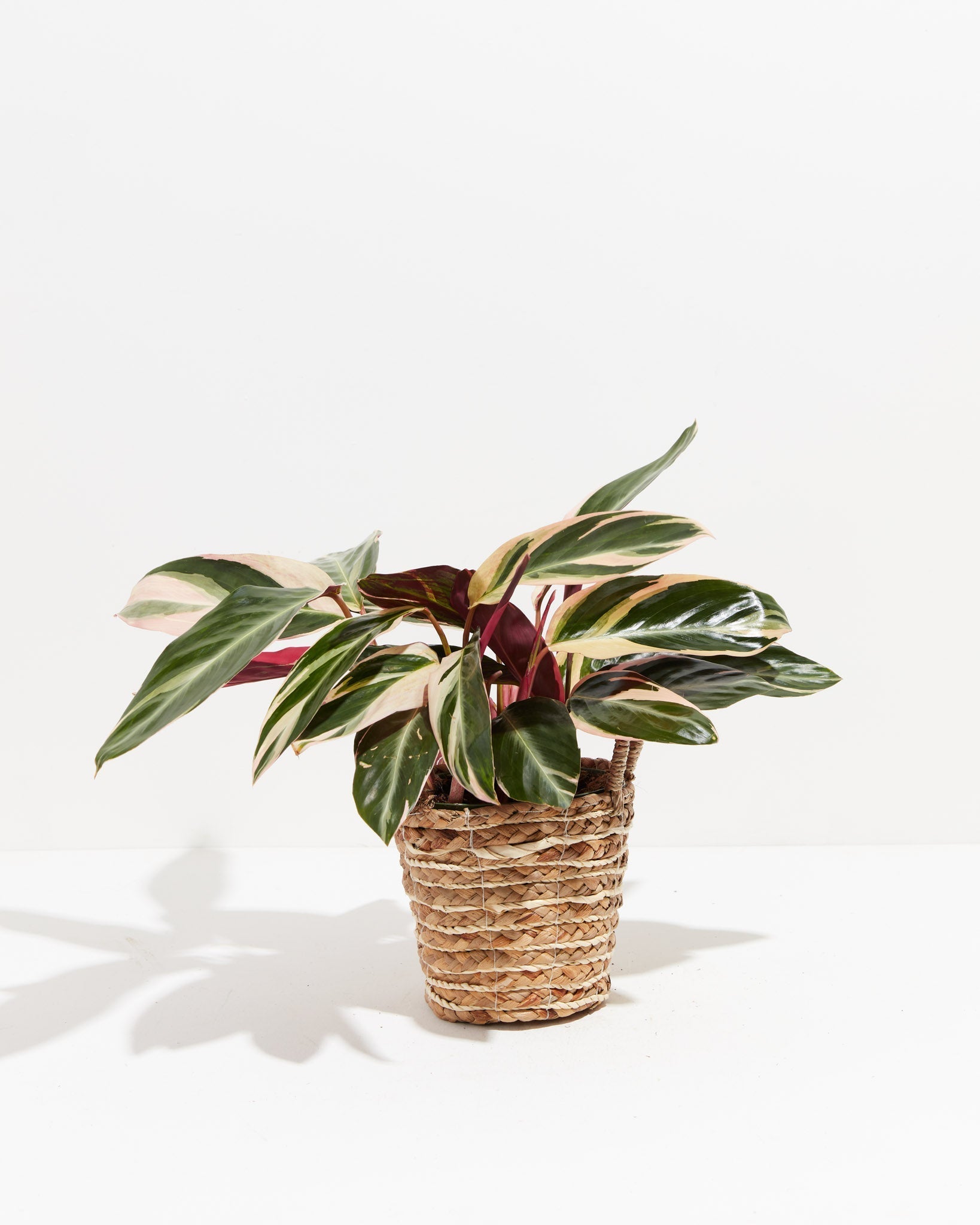 Stromanthe Triostar