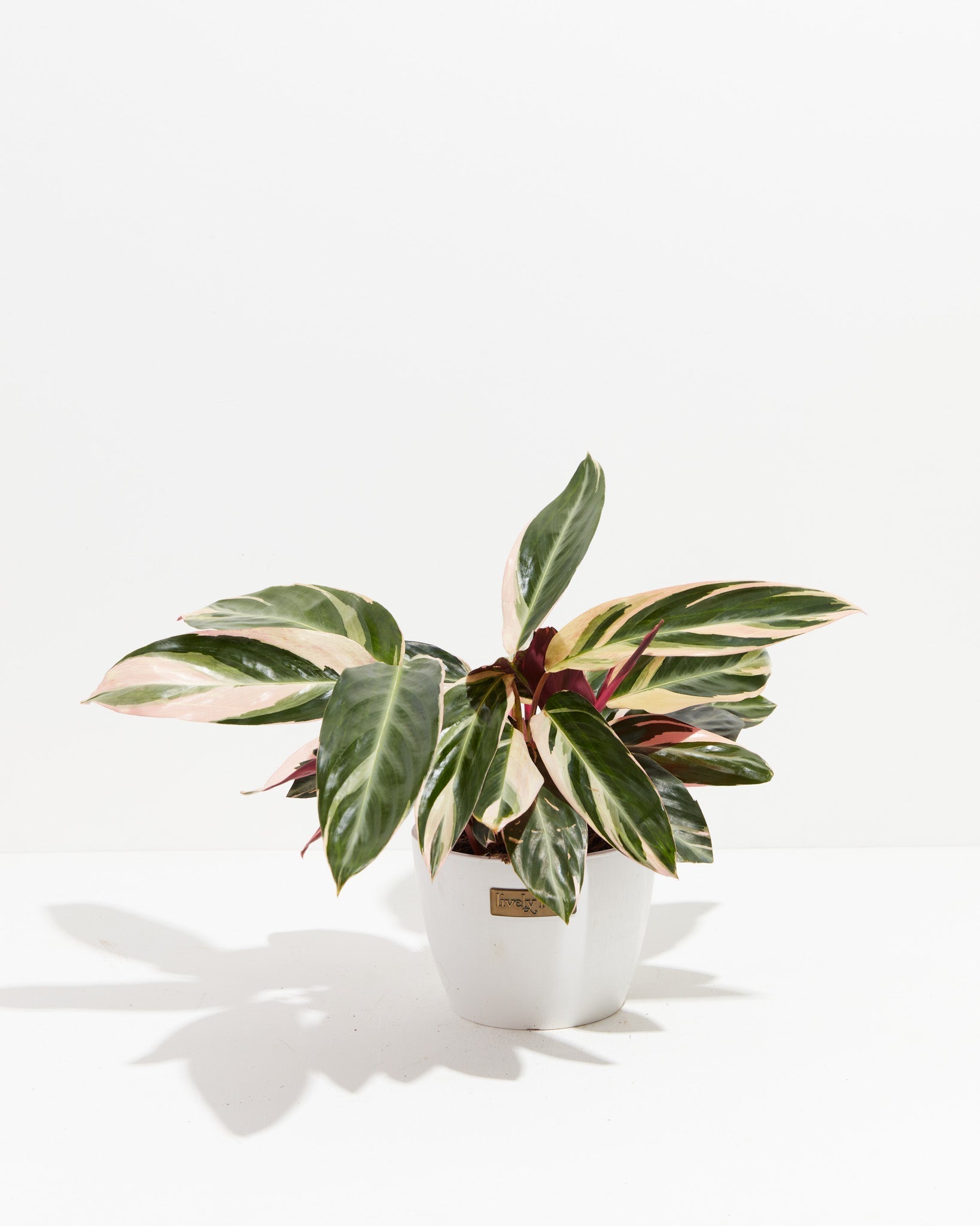 Stromanthe Triostar