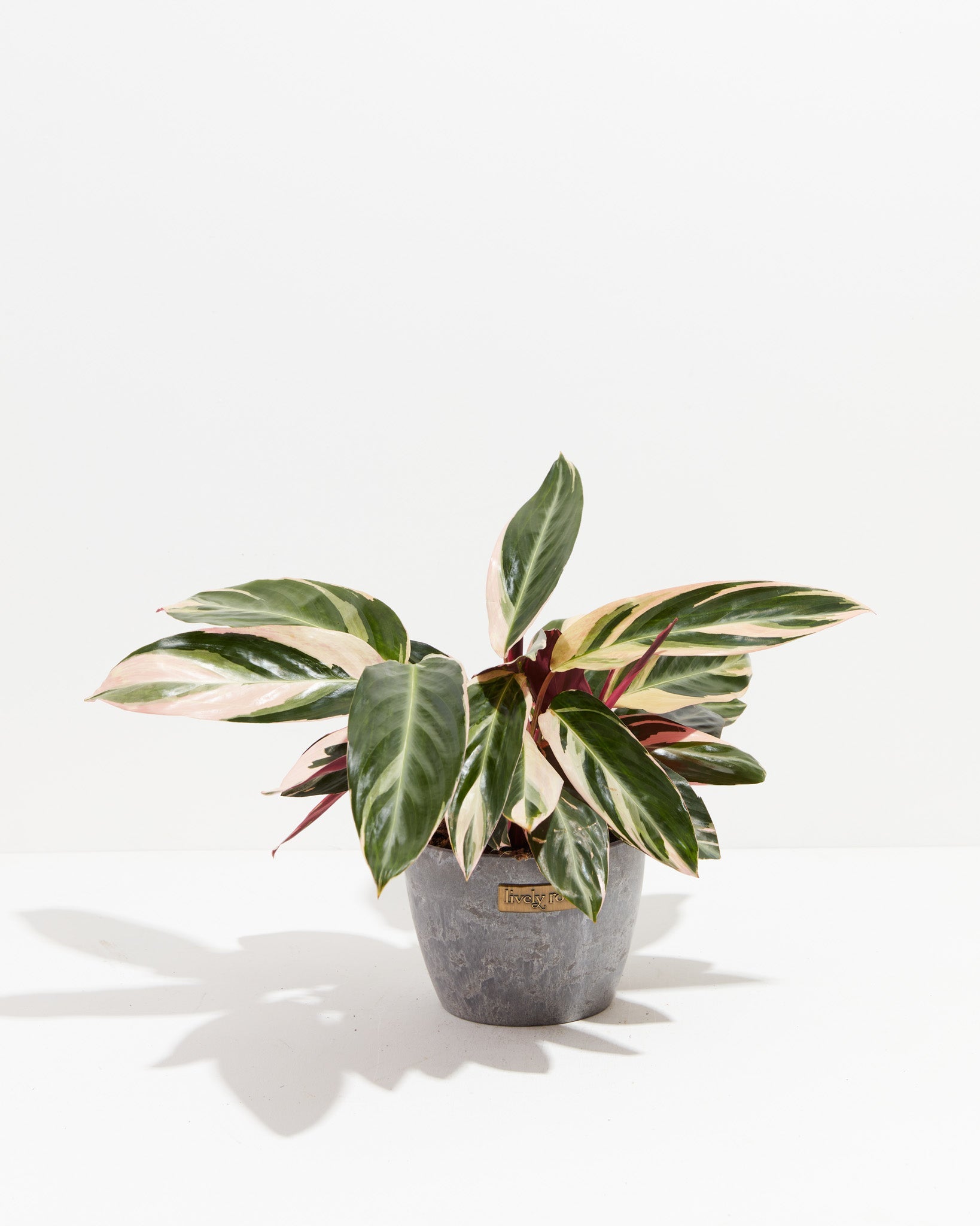 Stromanthe Triostar