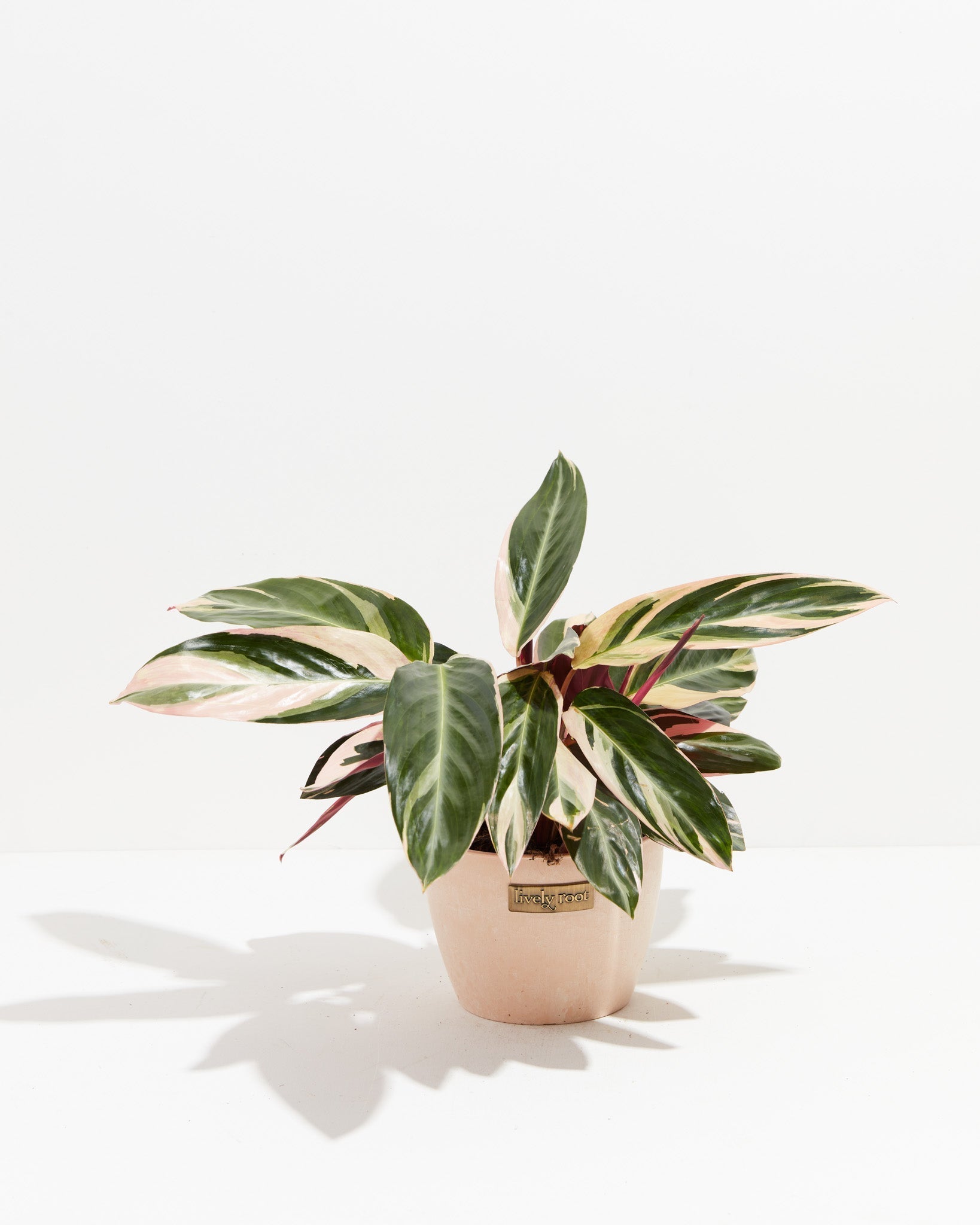 Stromanthe Triostar