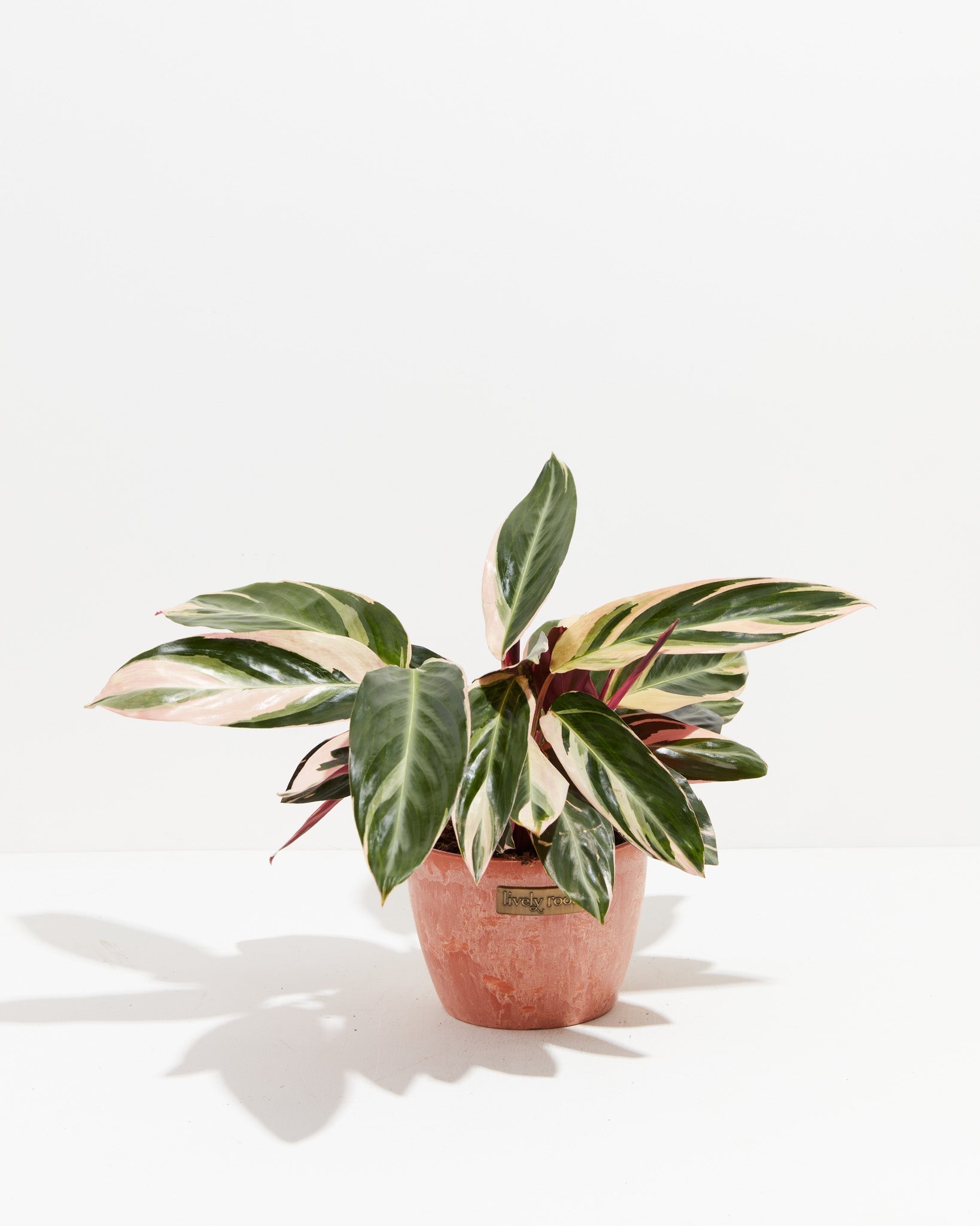 Stromanthe Triostar
