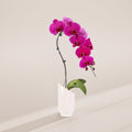 Magenta Swan Orchid Planter